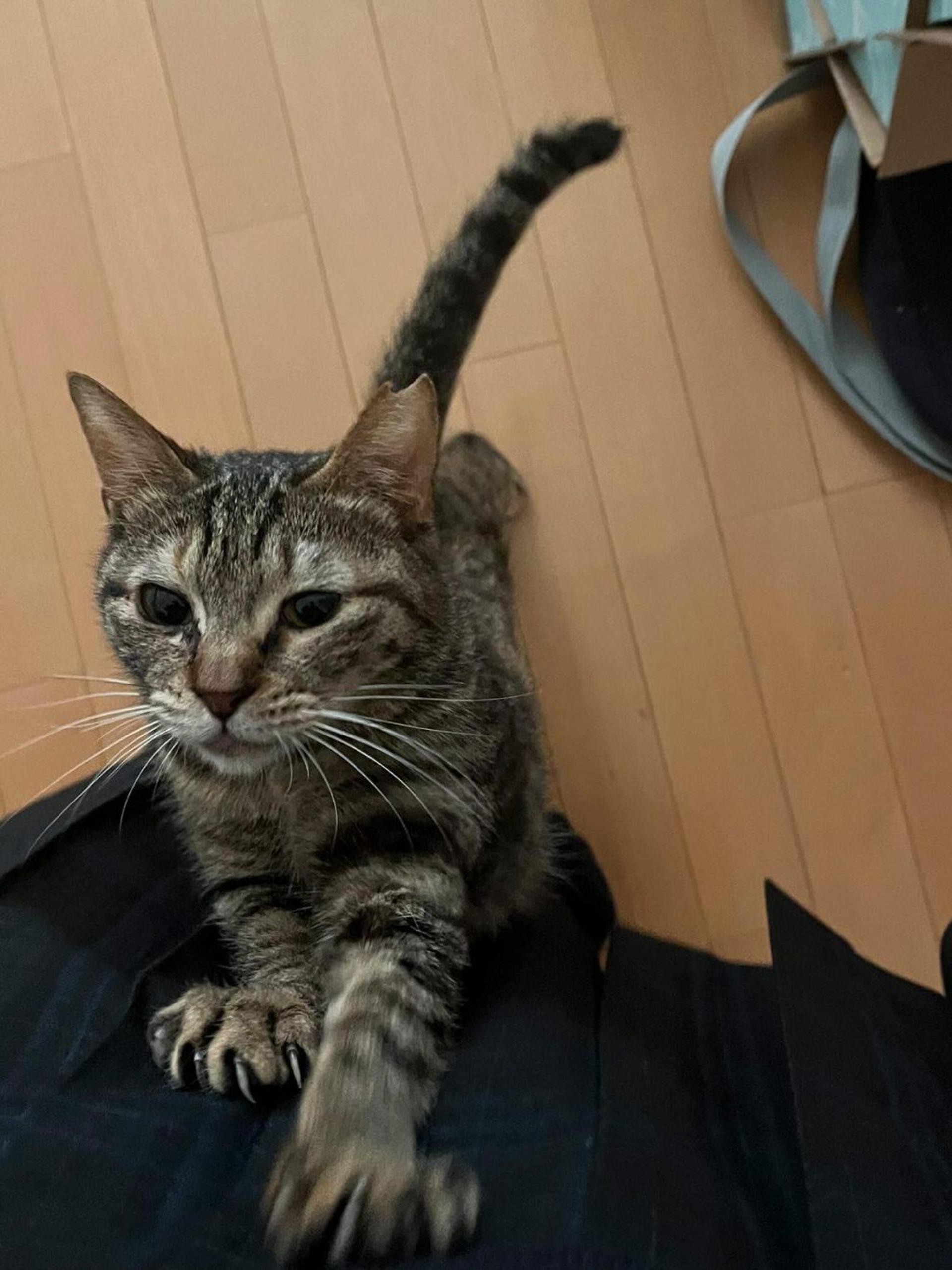 pet-image-4