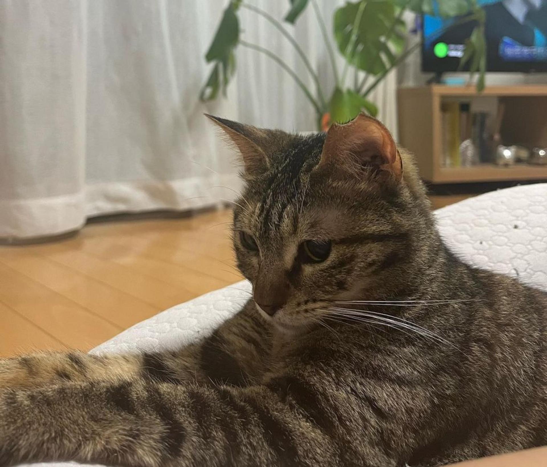 pet-image-2