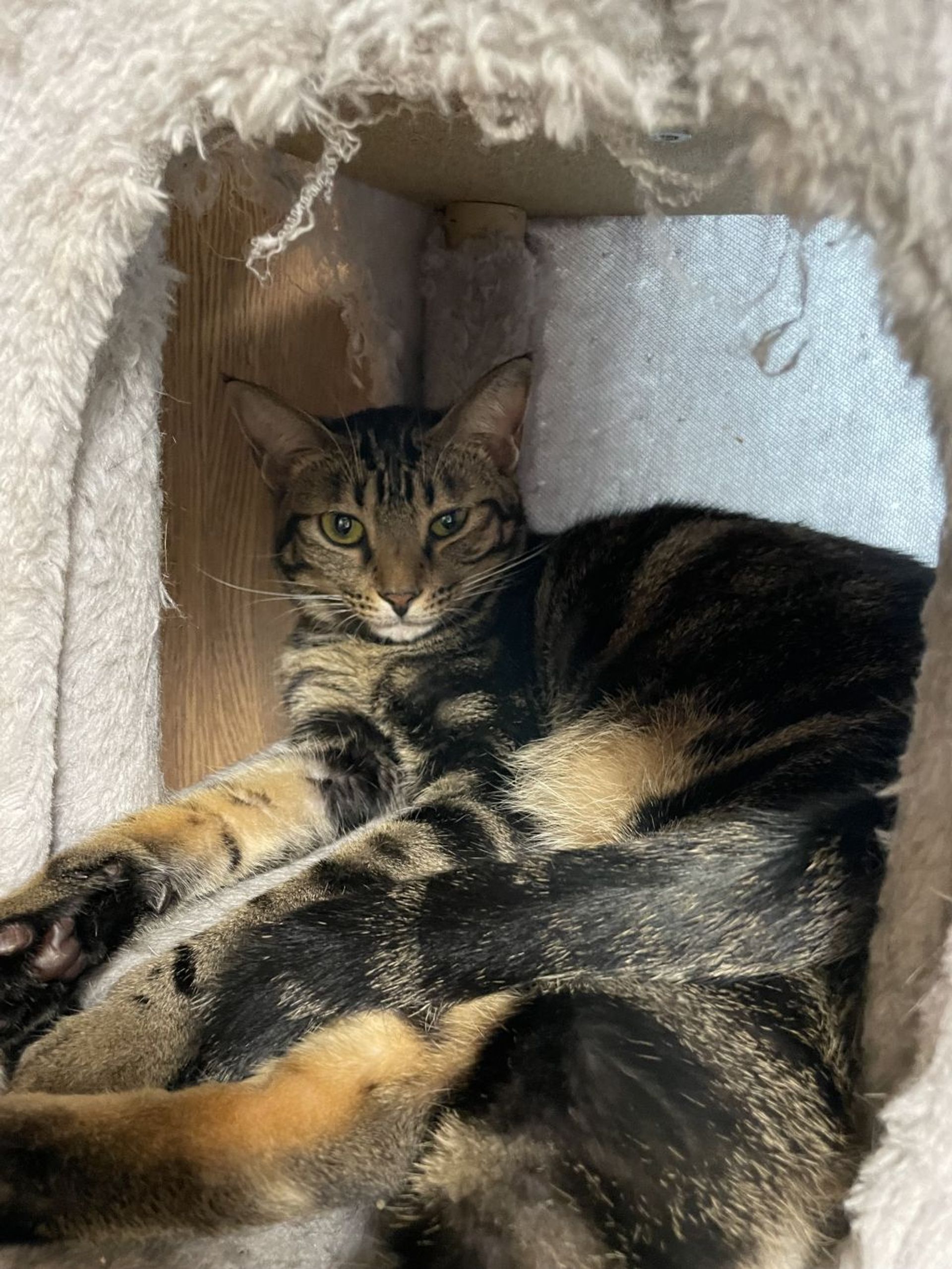 雑種（ミックス猫）・メスの里親募集の写真