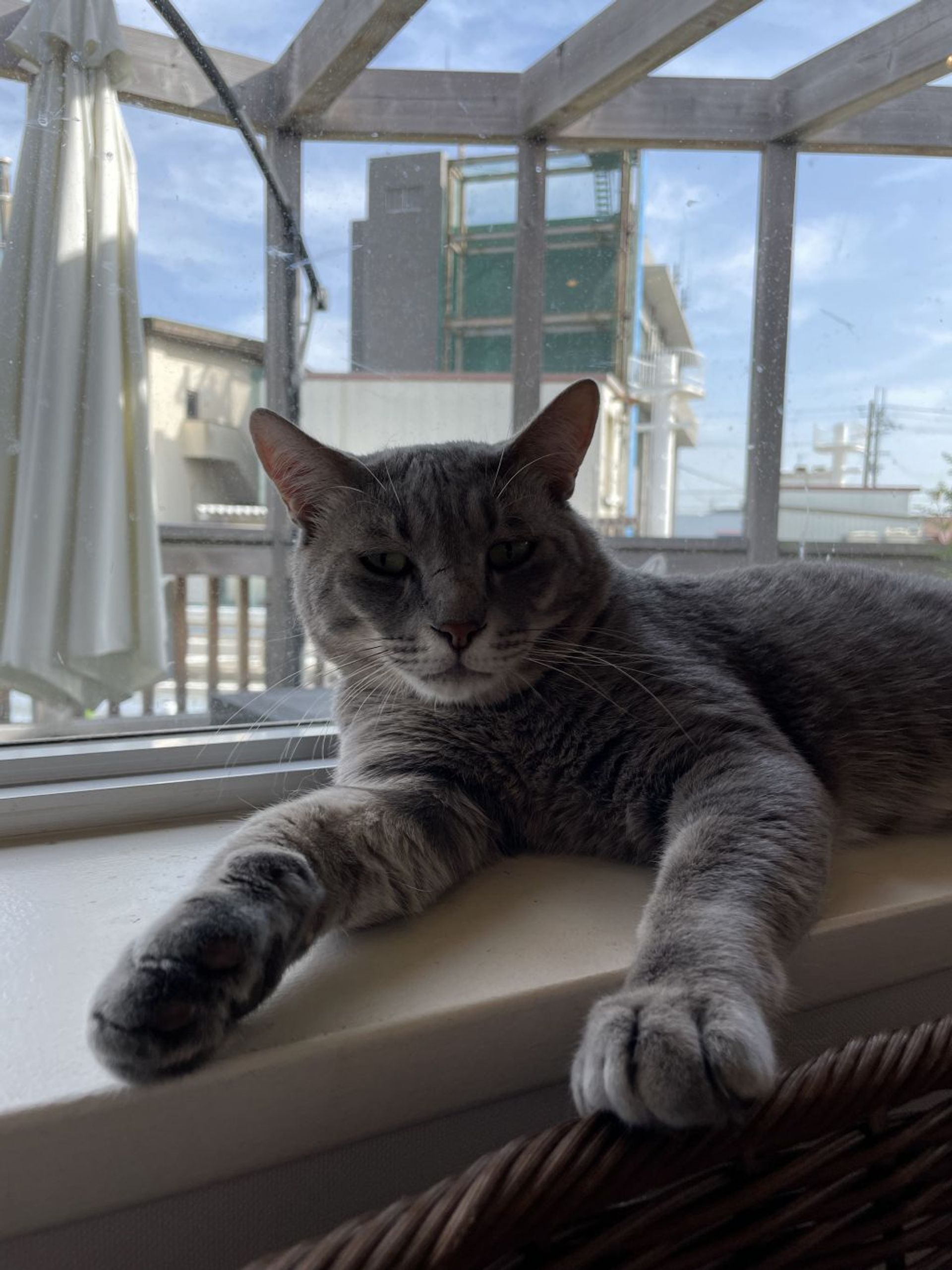 雑種（ミックス猫）・オスの里親募集の写真