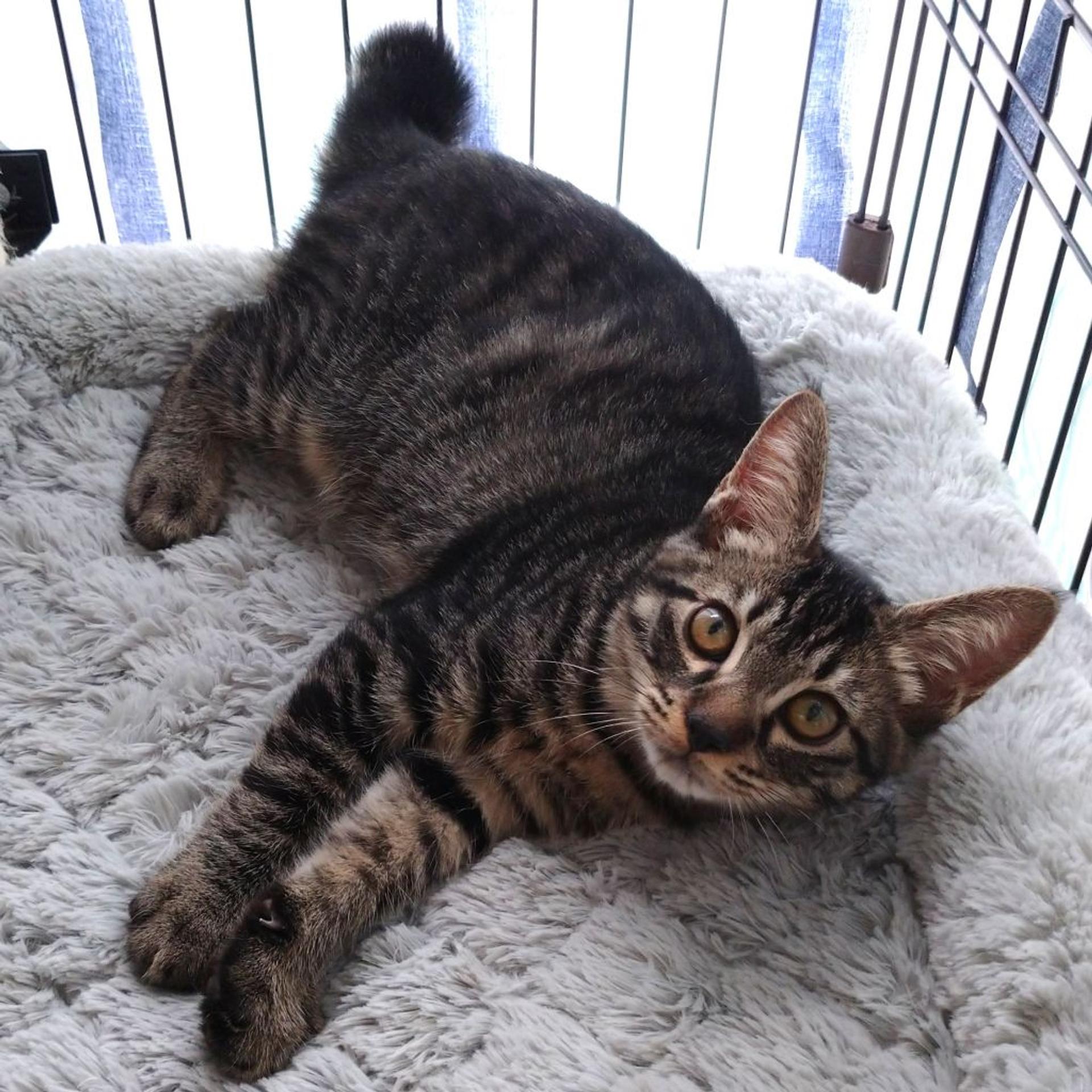 pet-image-2