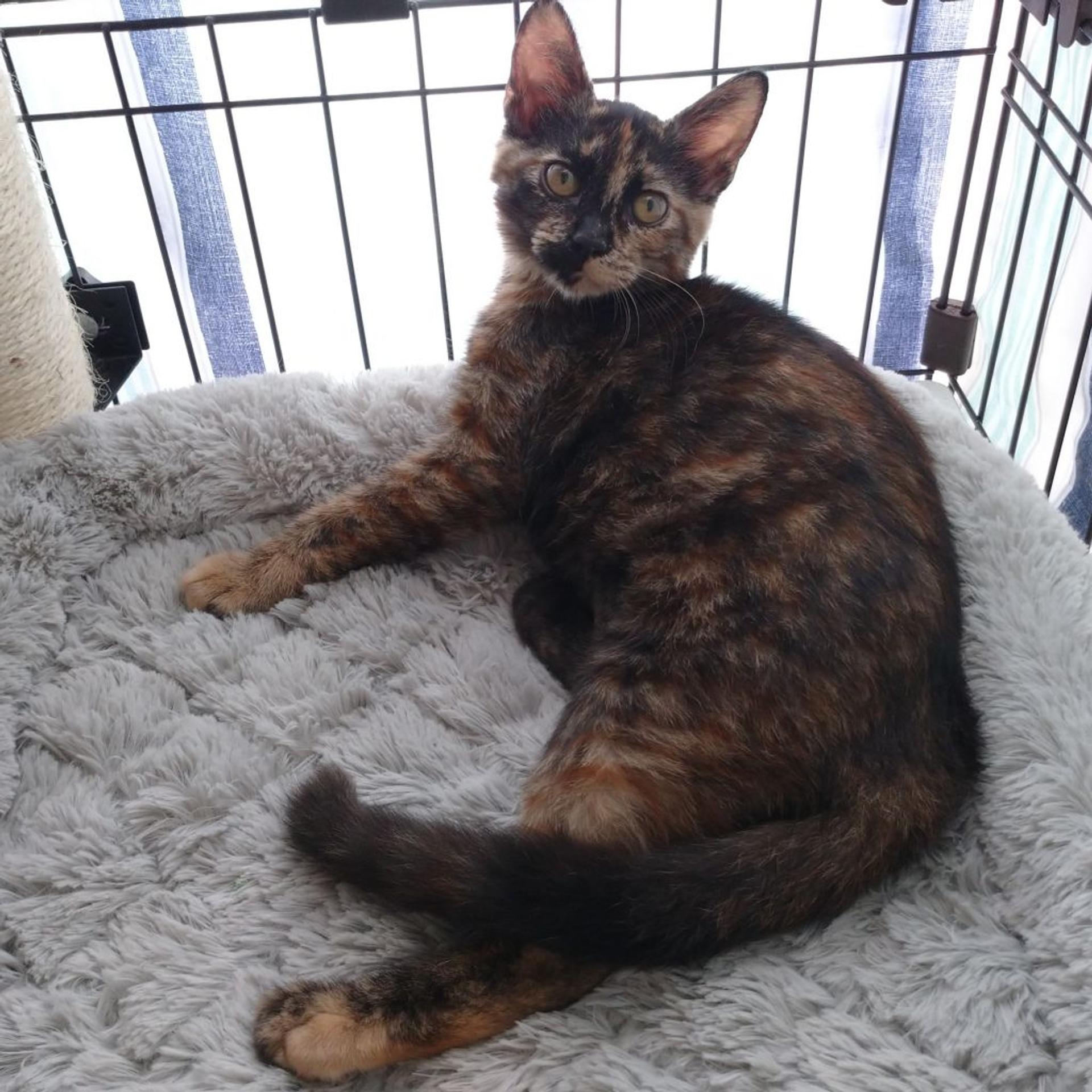 pet-image-3