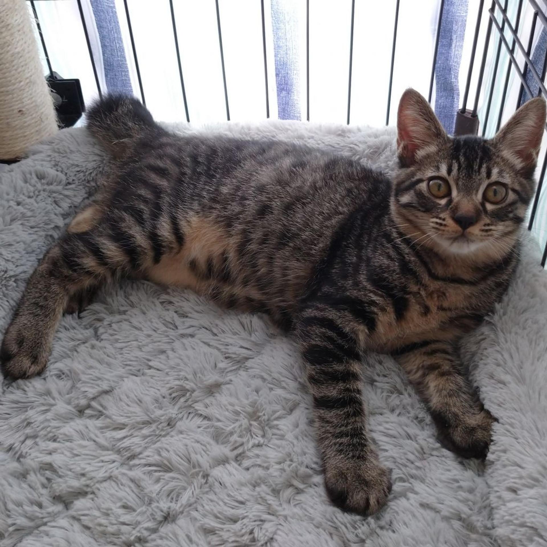 pet-image-5