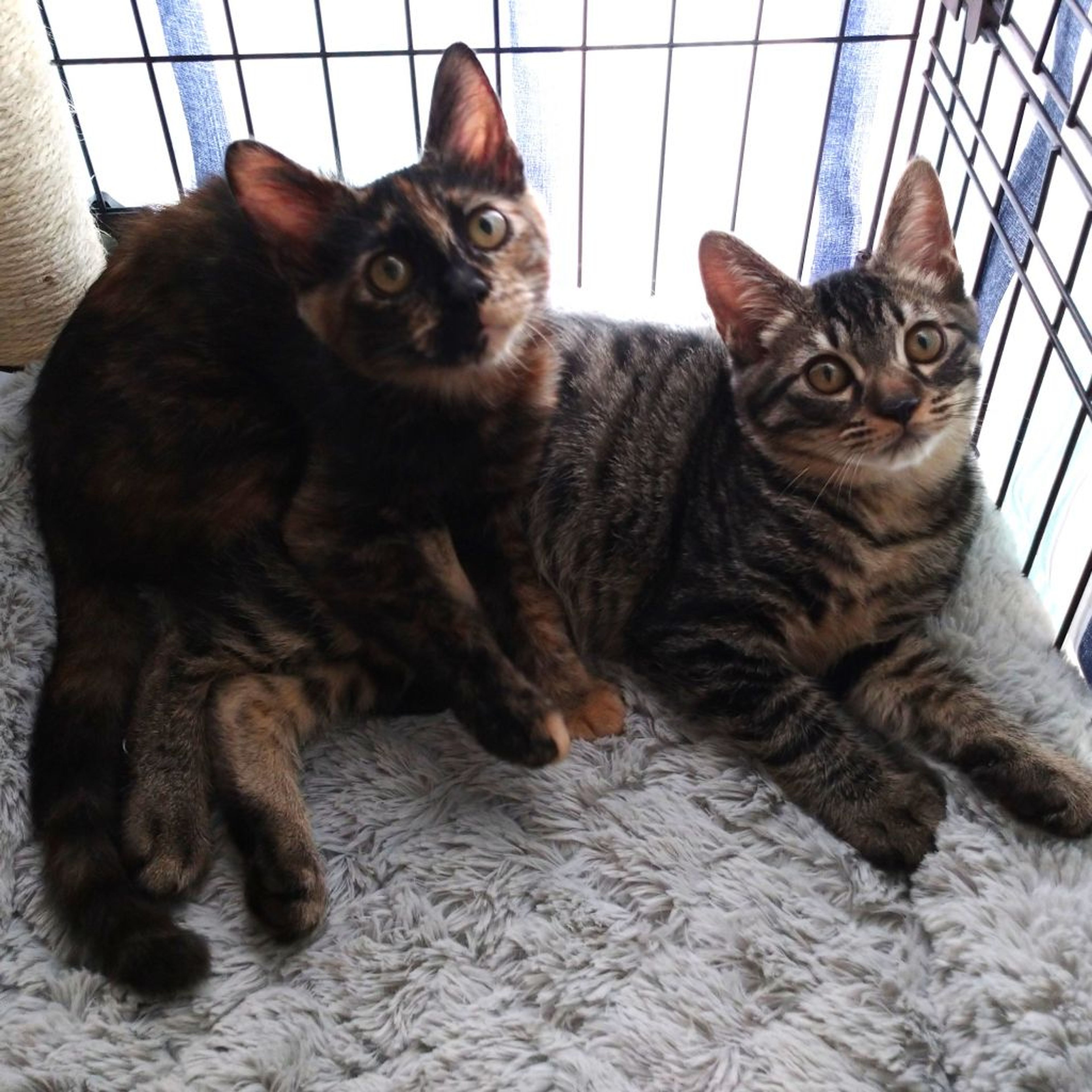 pet-image-7