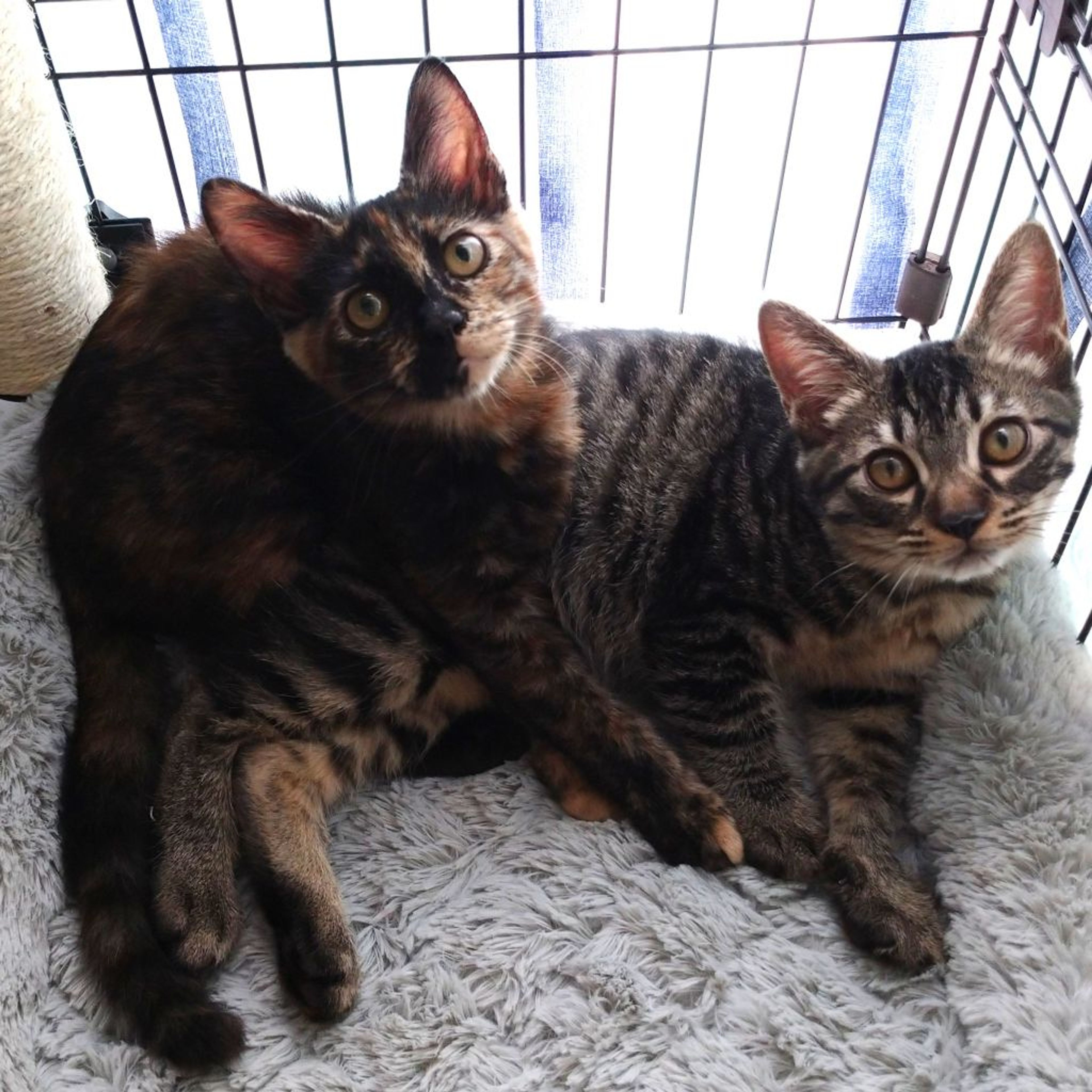 pet-image-8