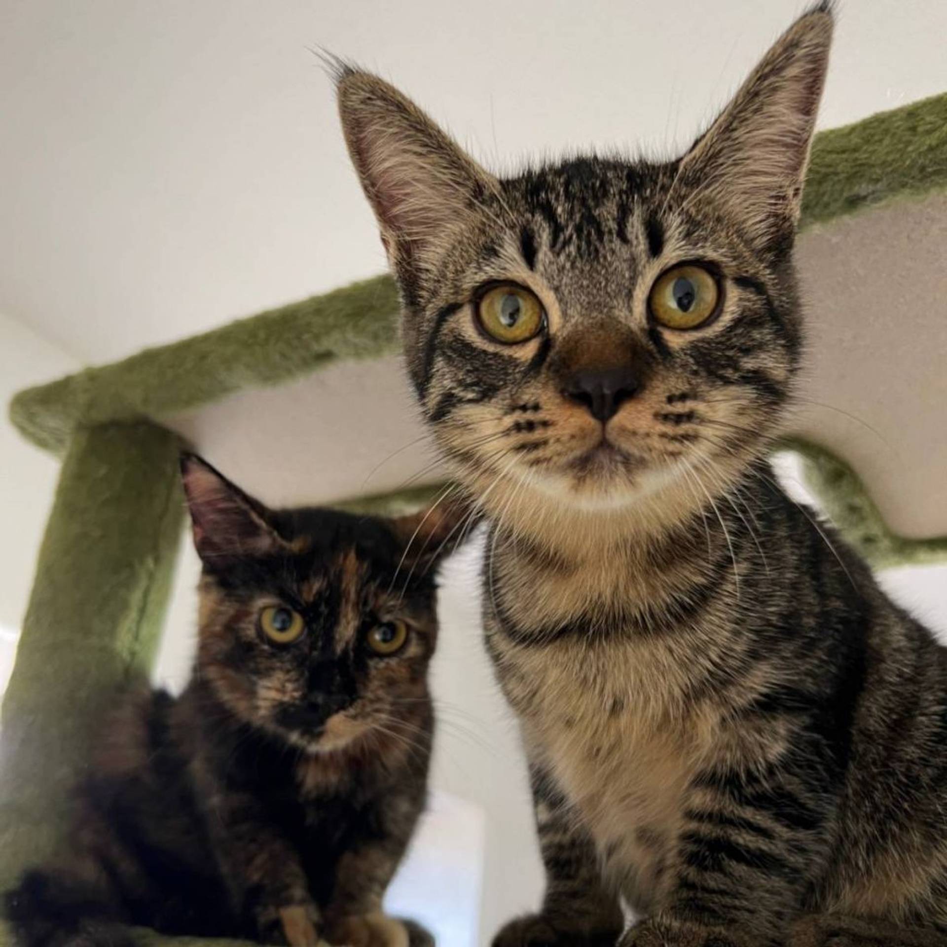 雑種（ミックス猫）・オスの里親募集の写真