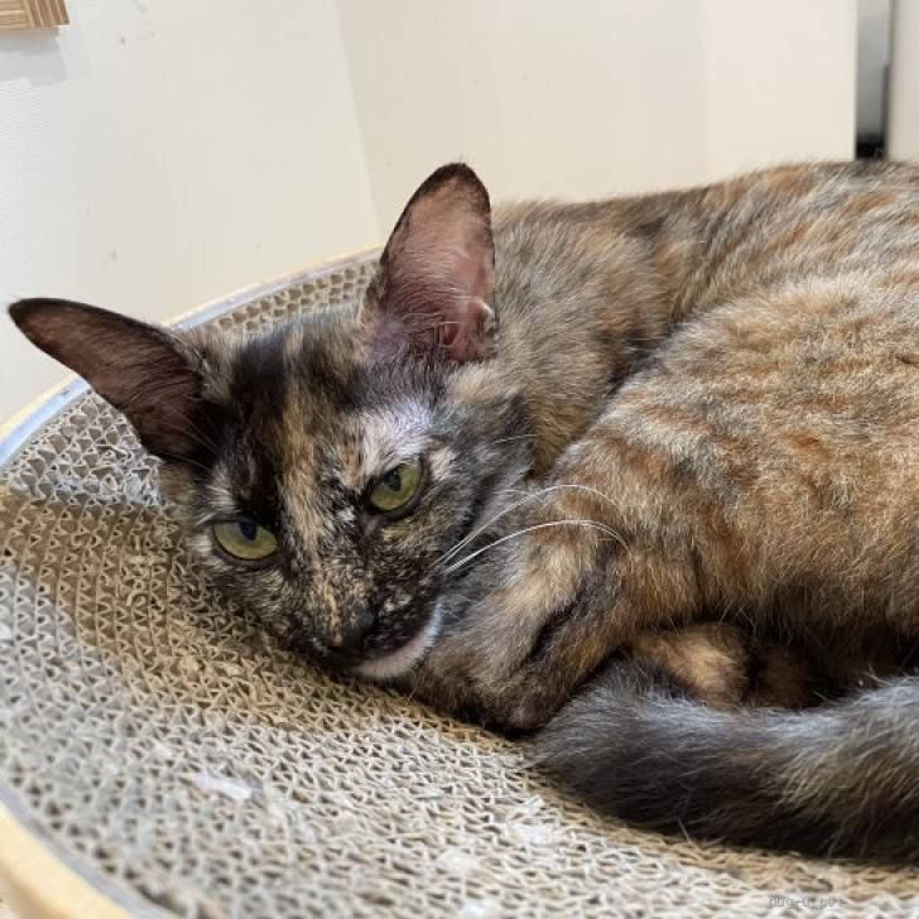 雑種（ミックス猫）・メスの里親募集の写真