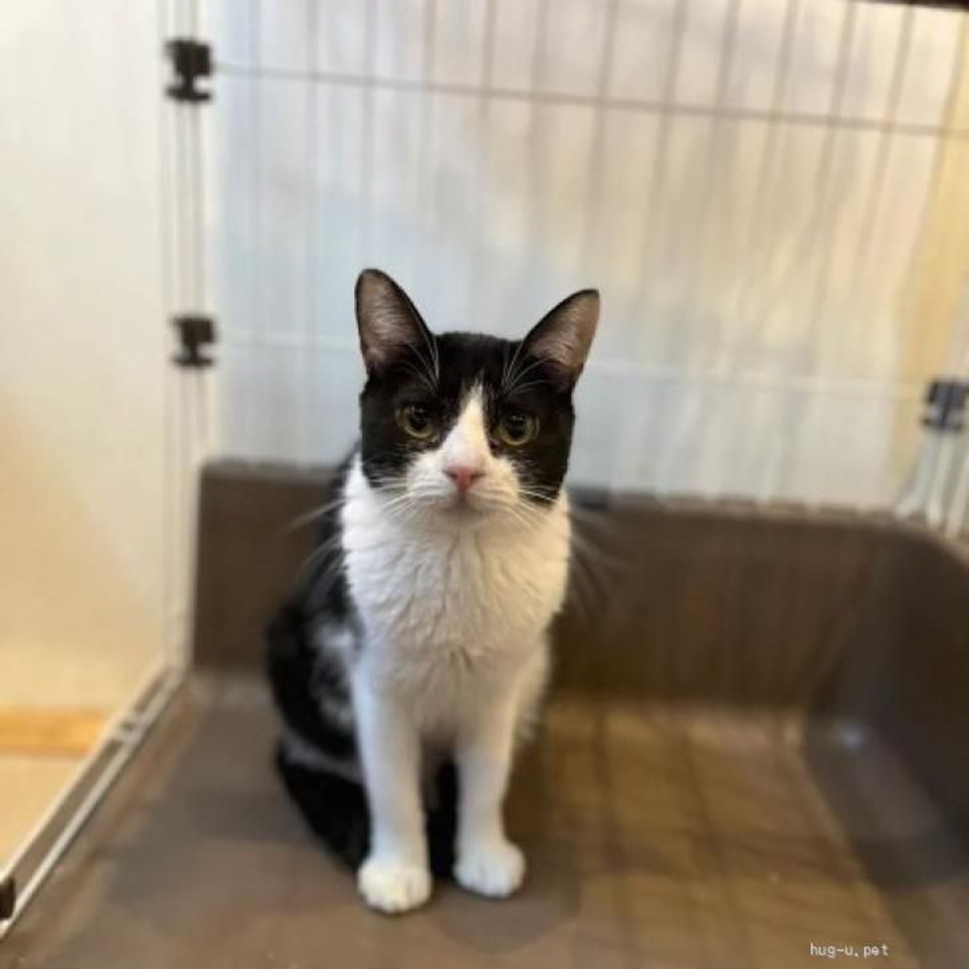 雑種（ミックス猫）・オスの里親募集の写真