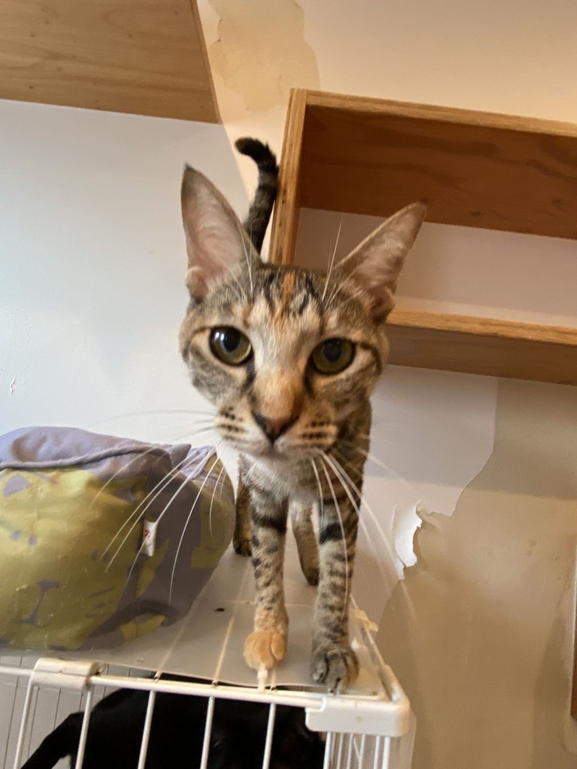 雑種（ミックス猫）・メスの里親募集の写真