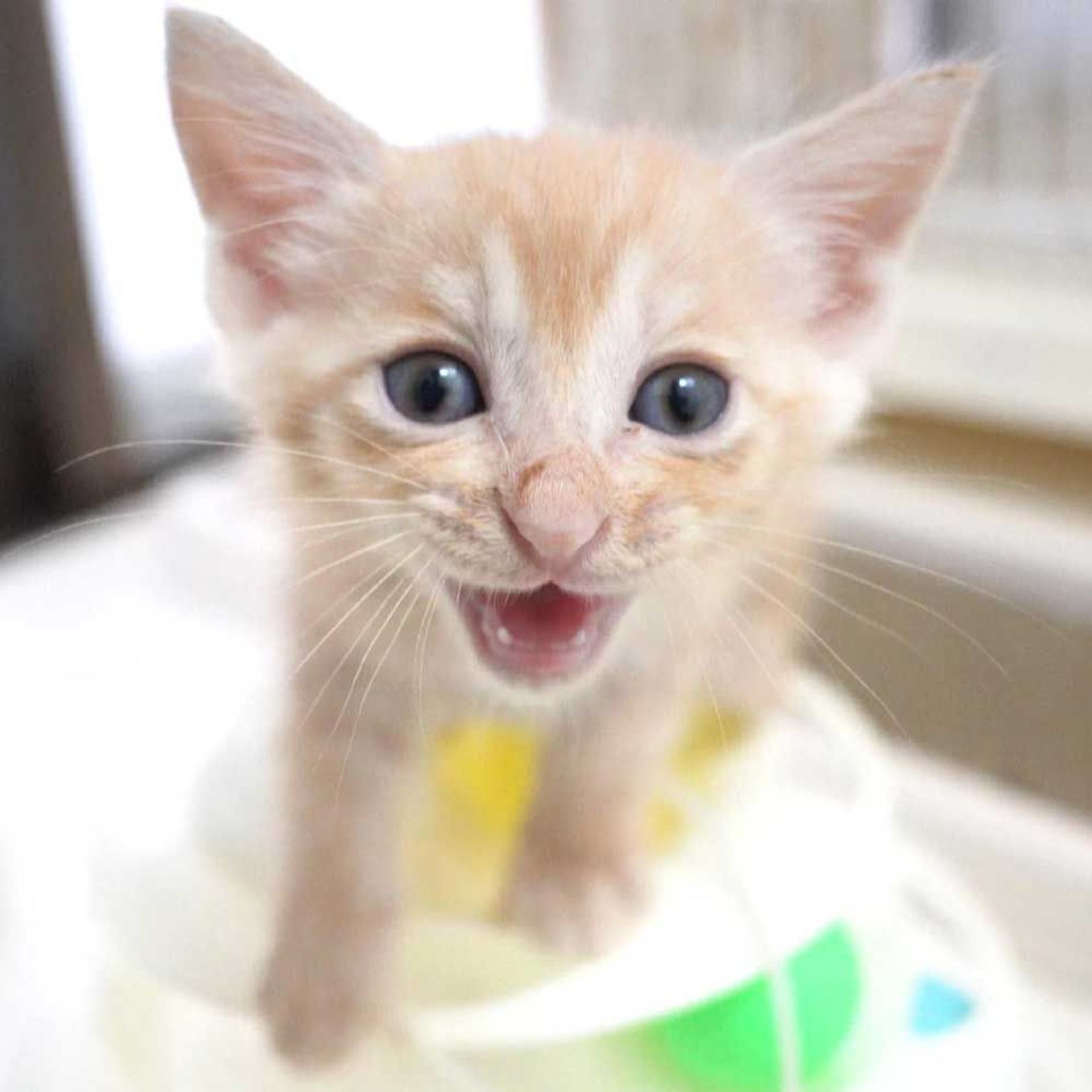 雑種（ミックス猫）・オスの里親募集の写真