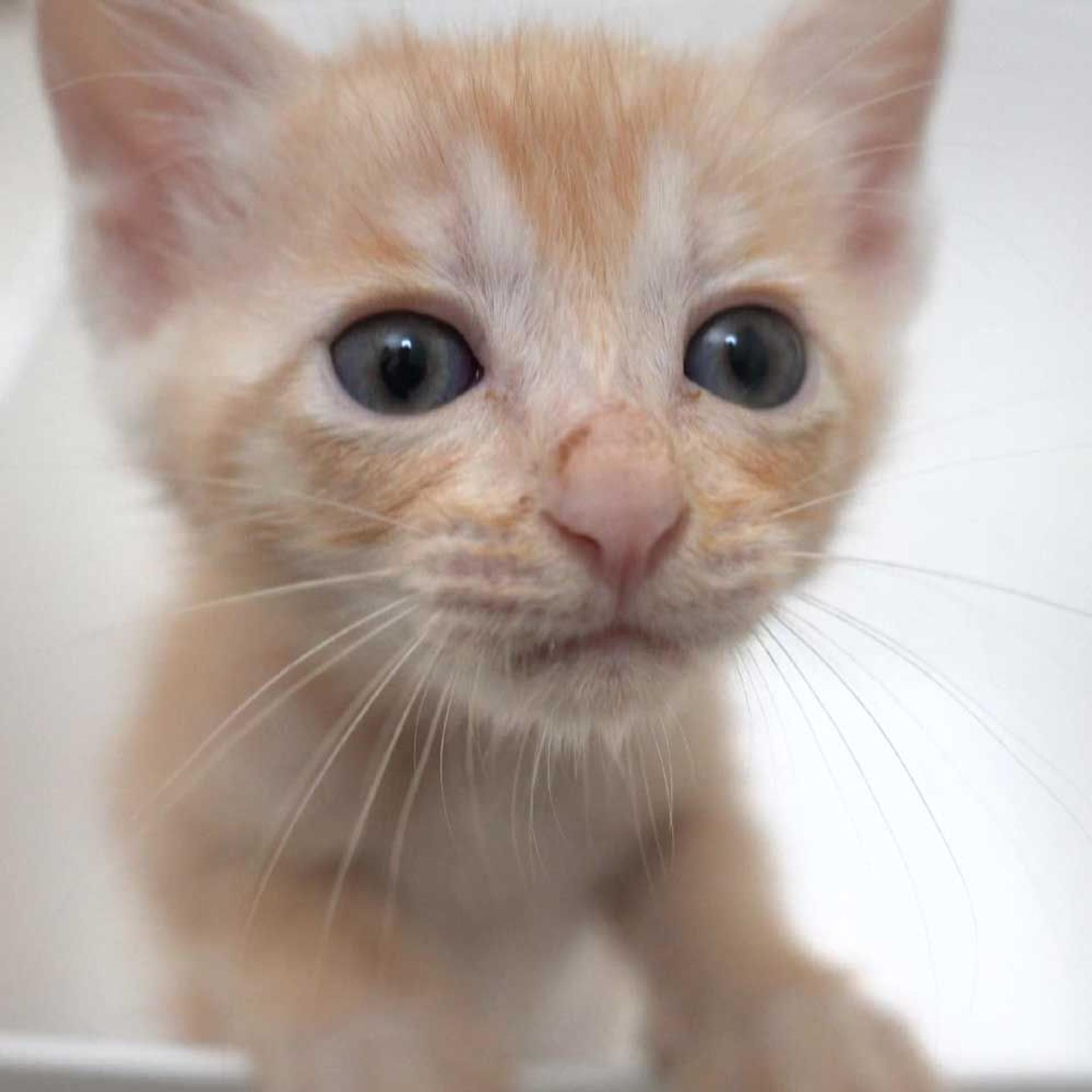 pet-image-3