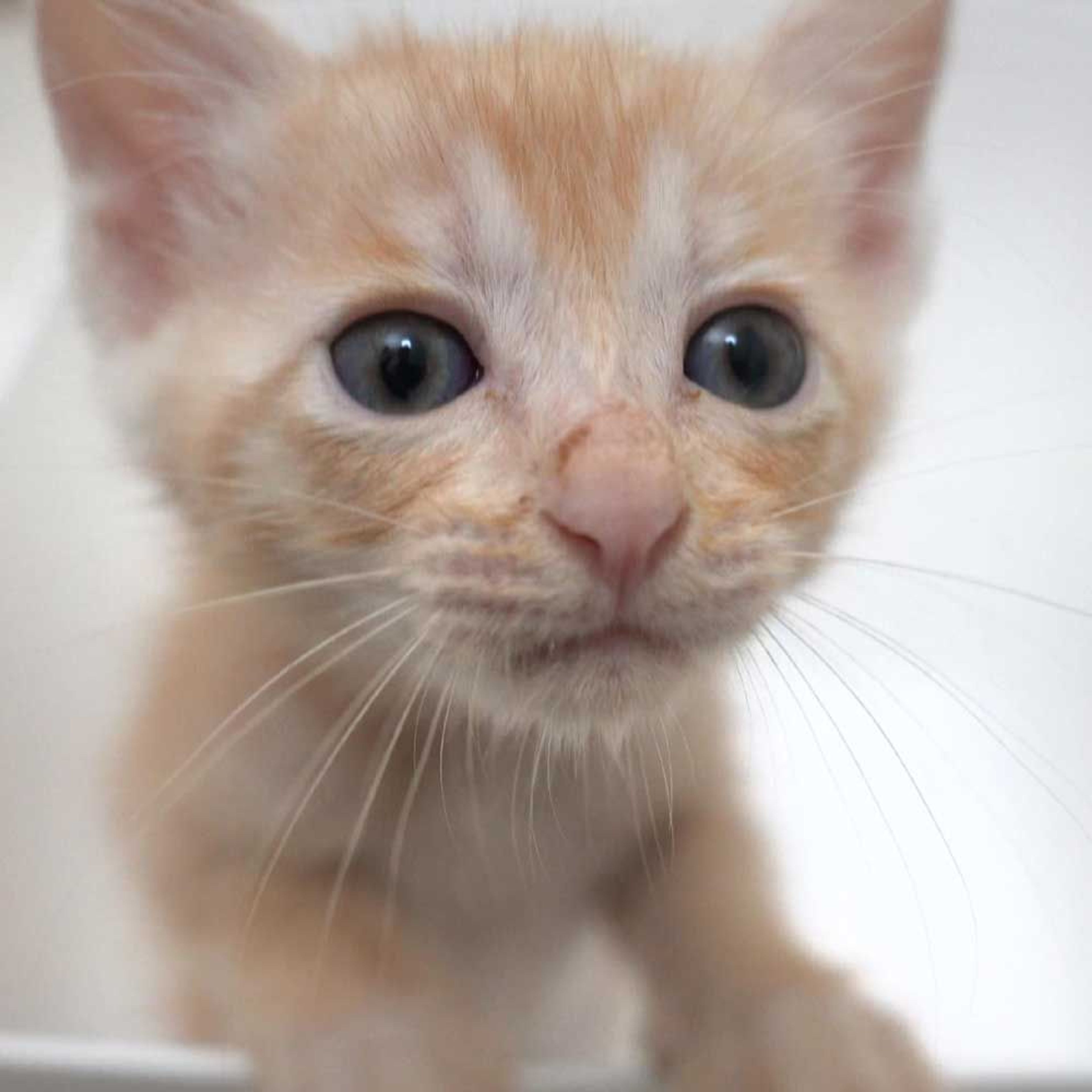 pet-image-3