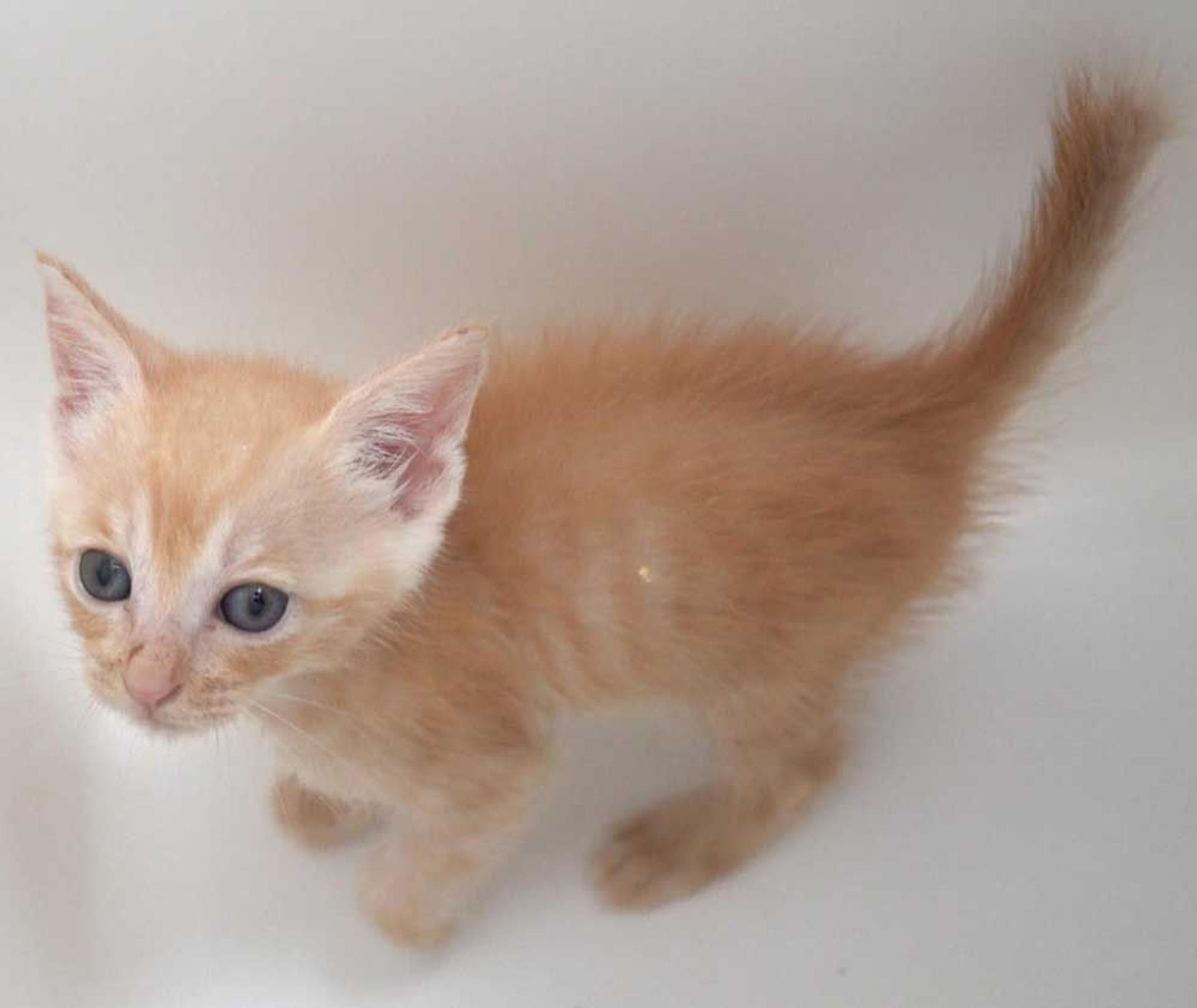 pet-image-5