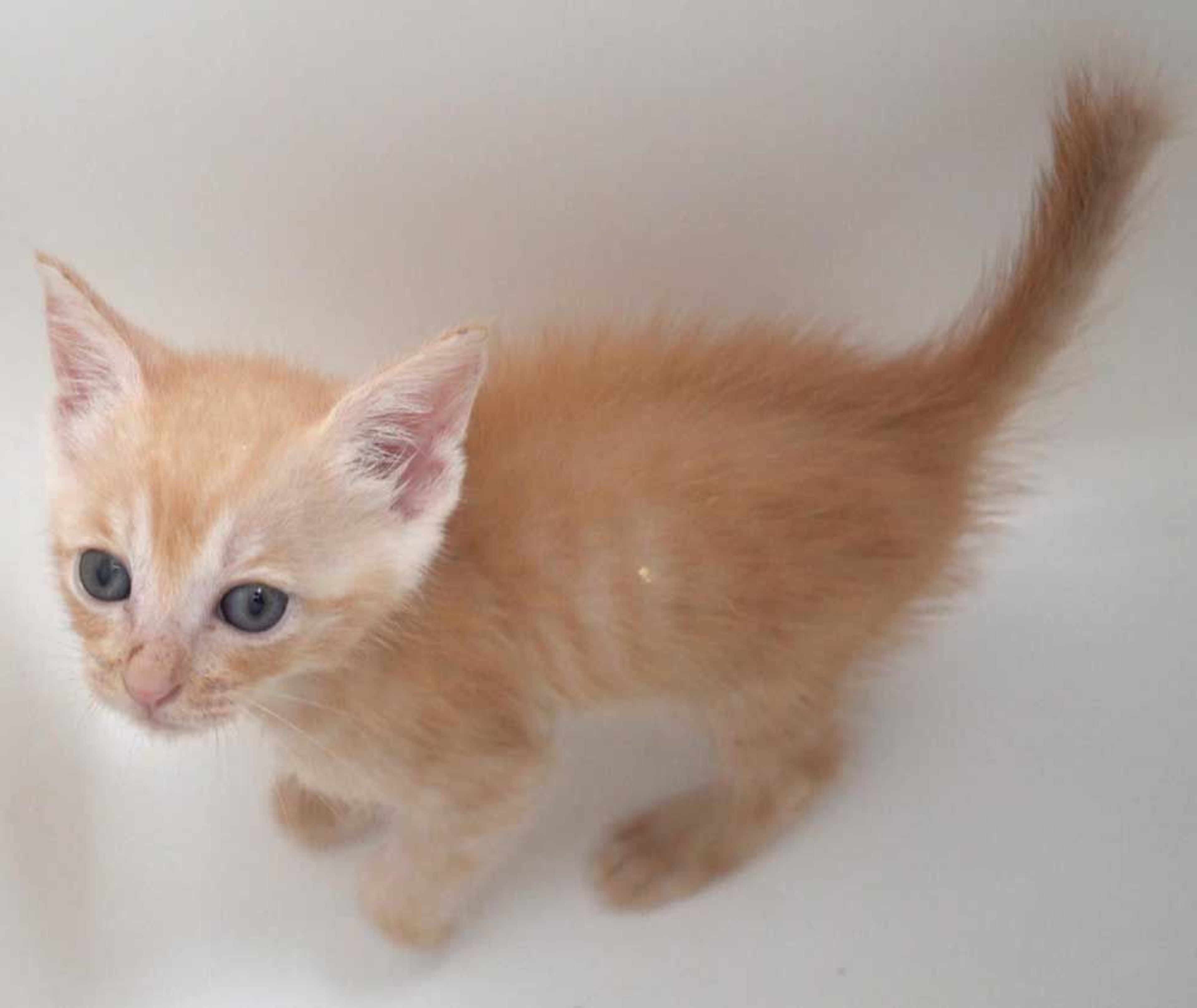 pet-image-5