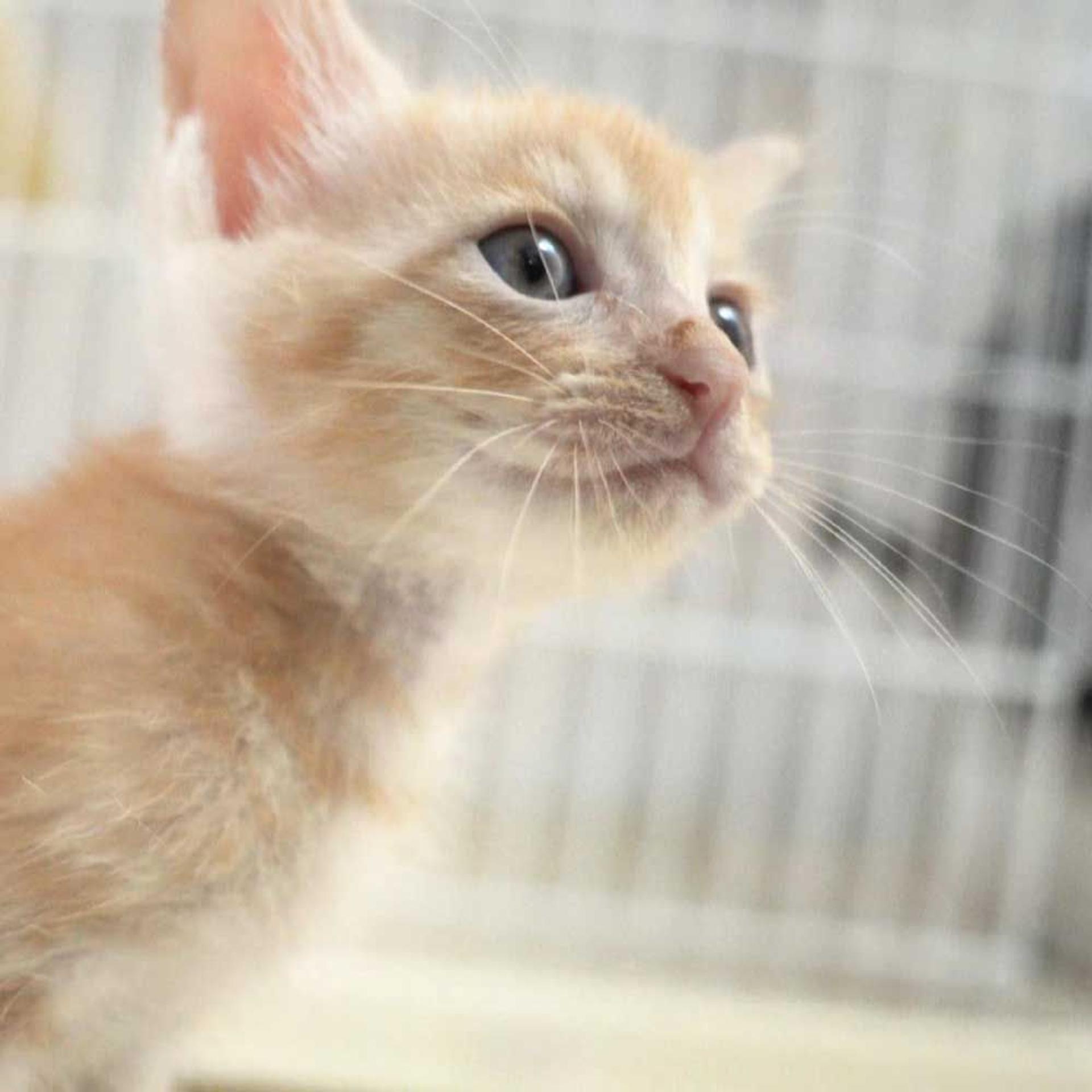 pet-image-6