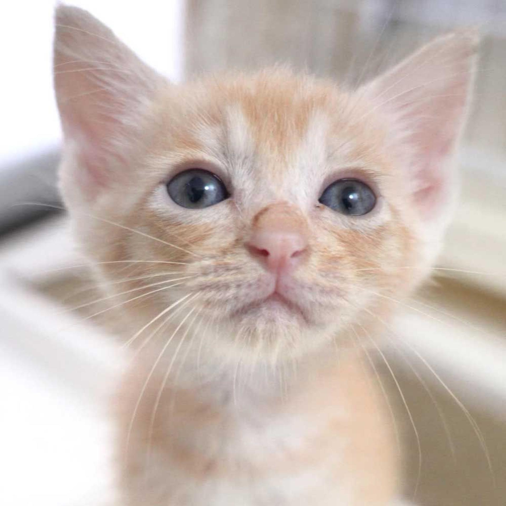 pet-image-9