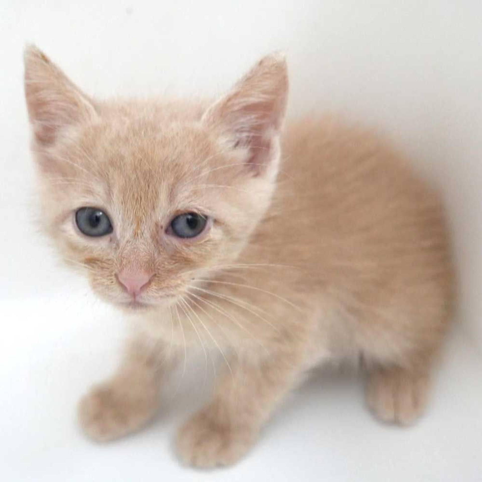 雑種（ミックス猫）・オスの里親募集の写真