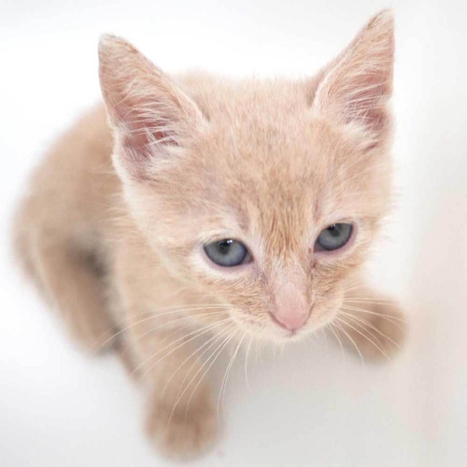pet-image-7