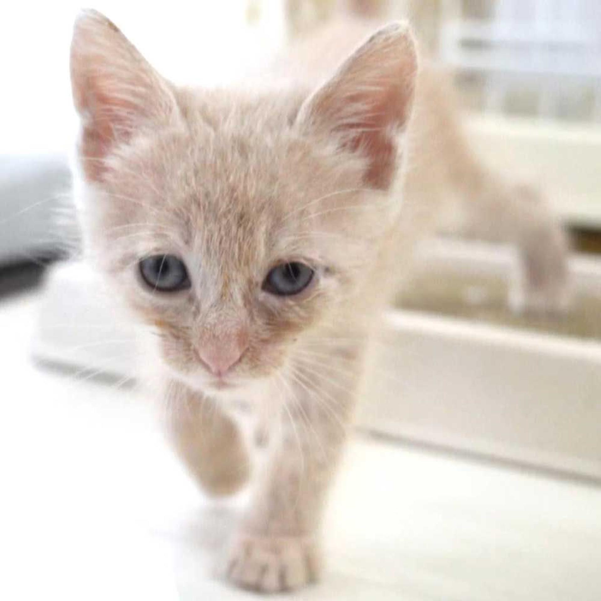 pet-image-8