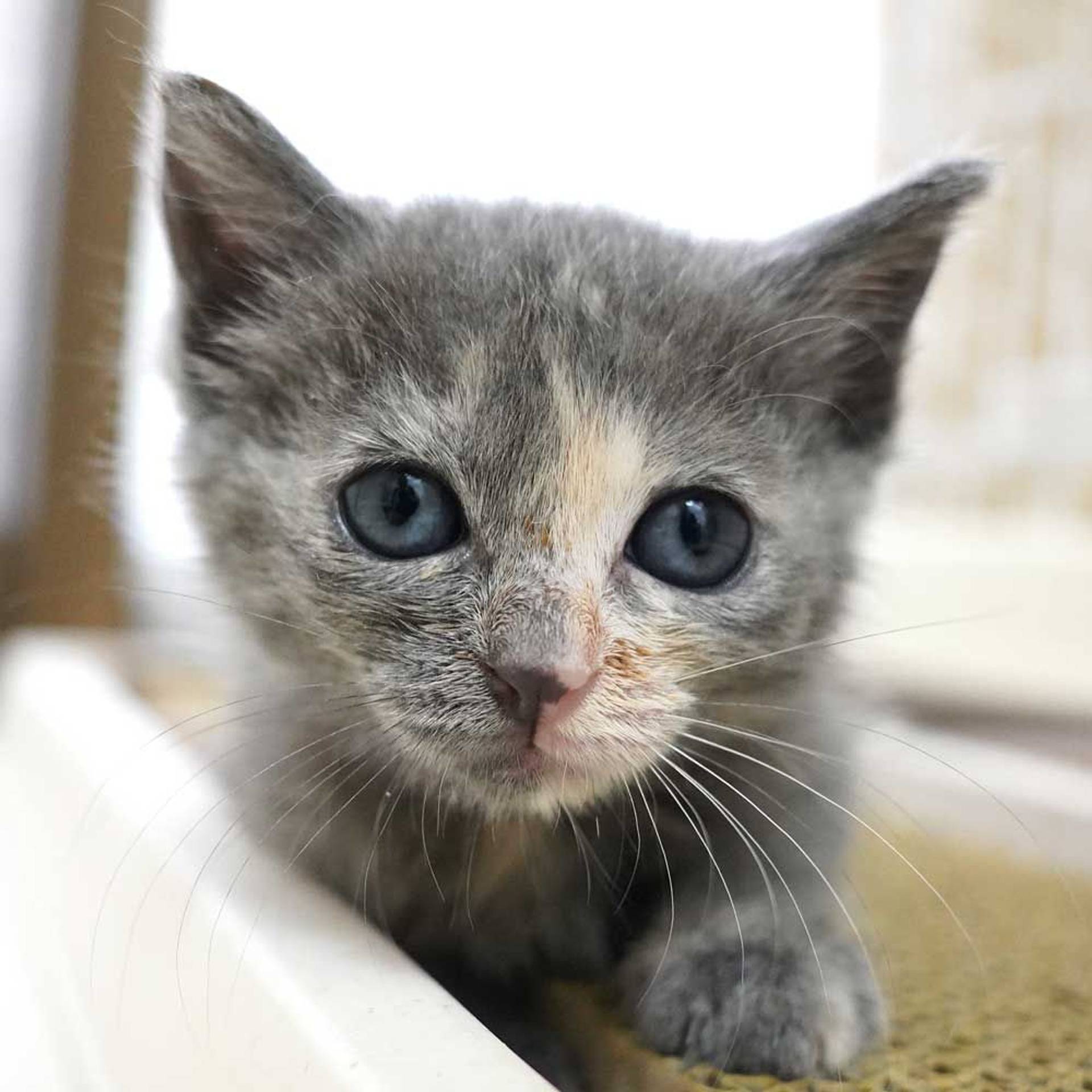 雑種（ミックス猫）・メスの里親募集の写真