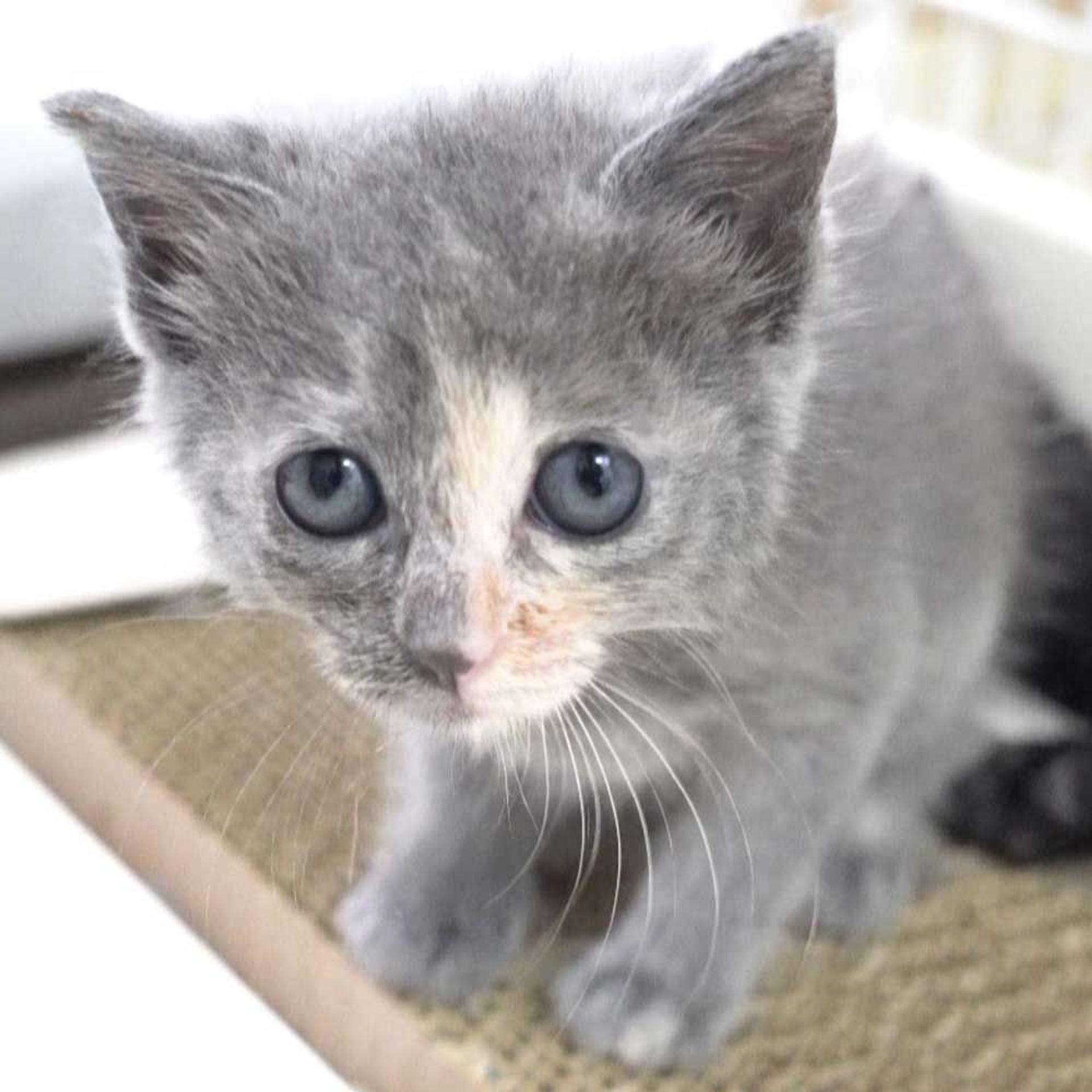 pet-image-4