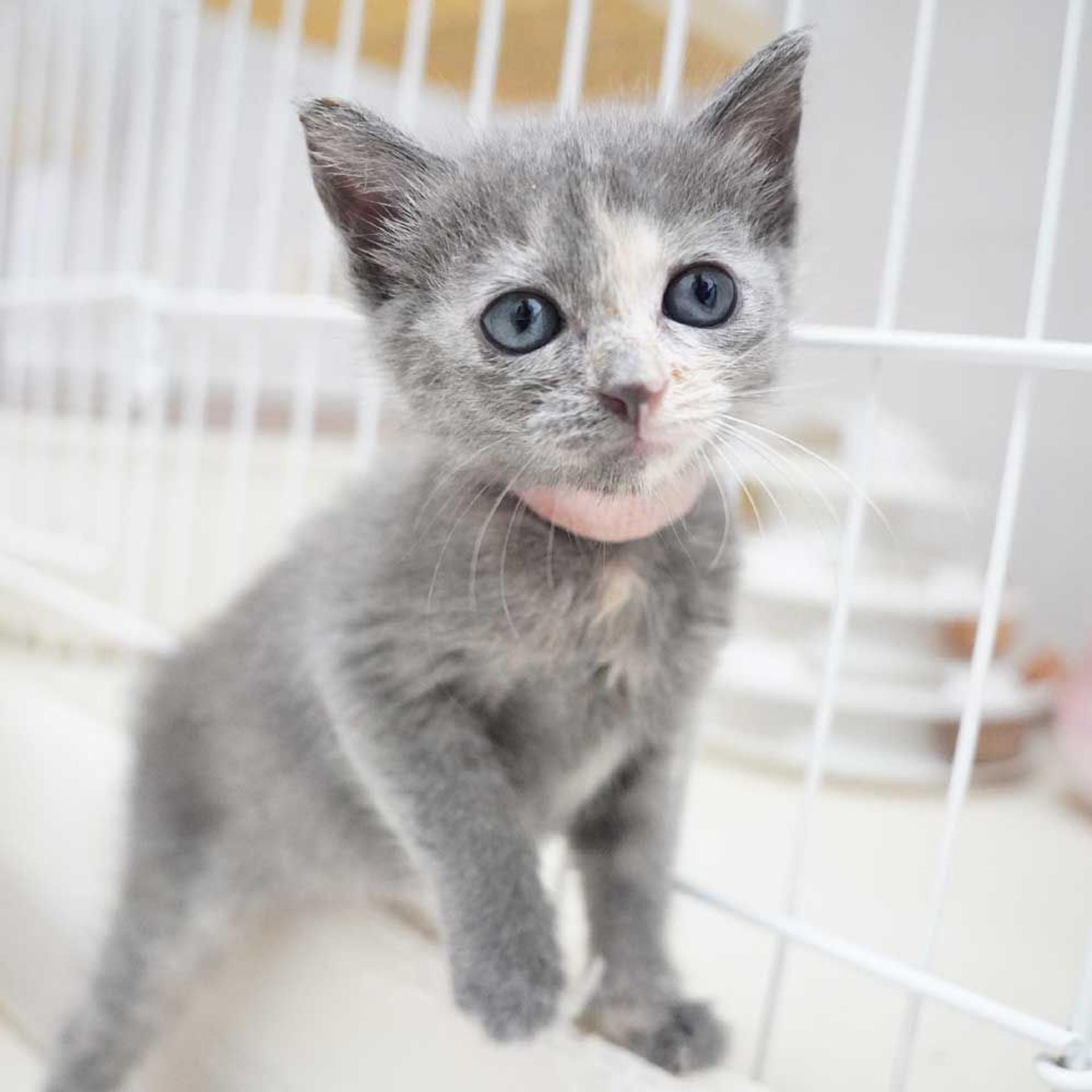 pet-image-5