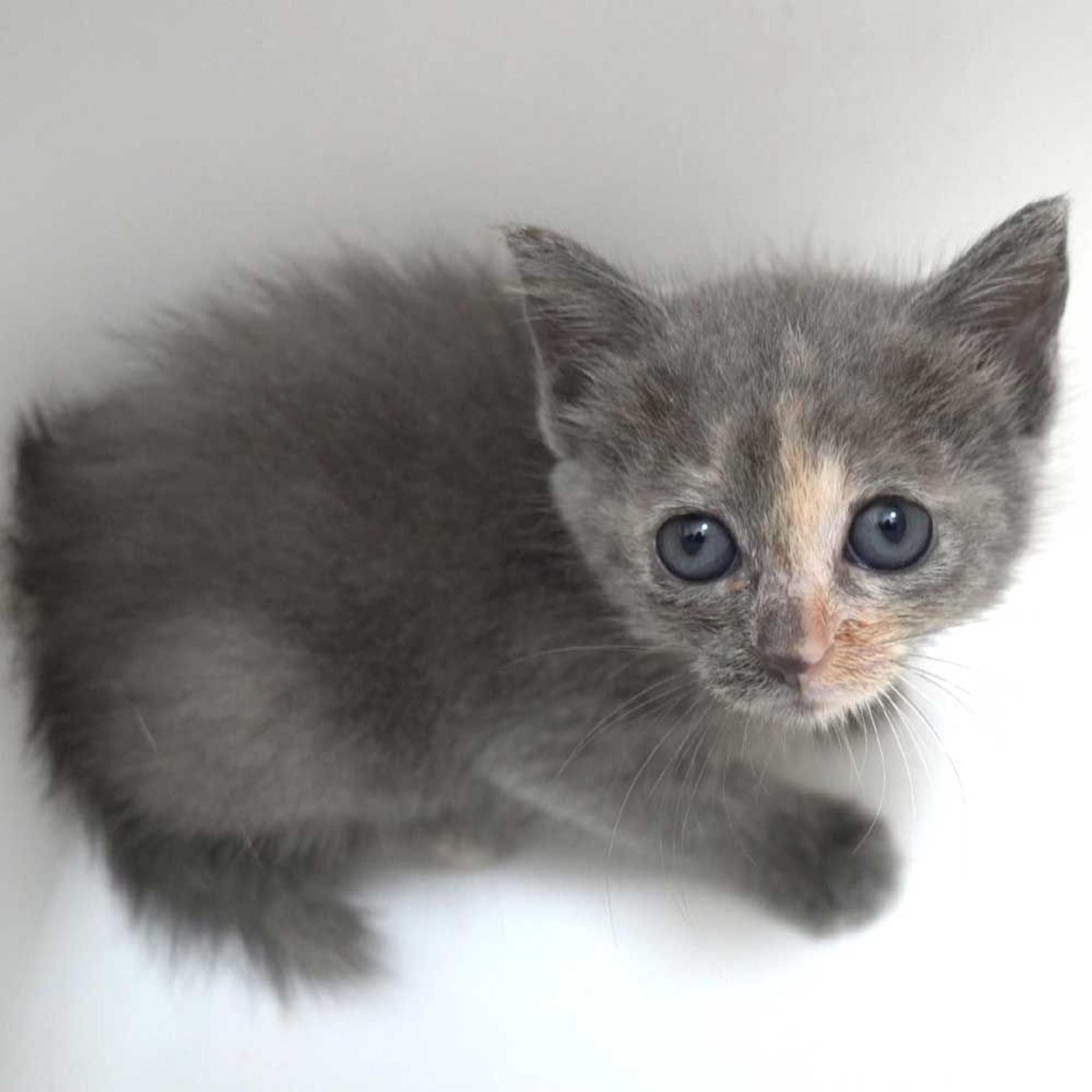 pet-image-8