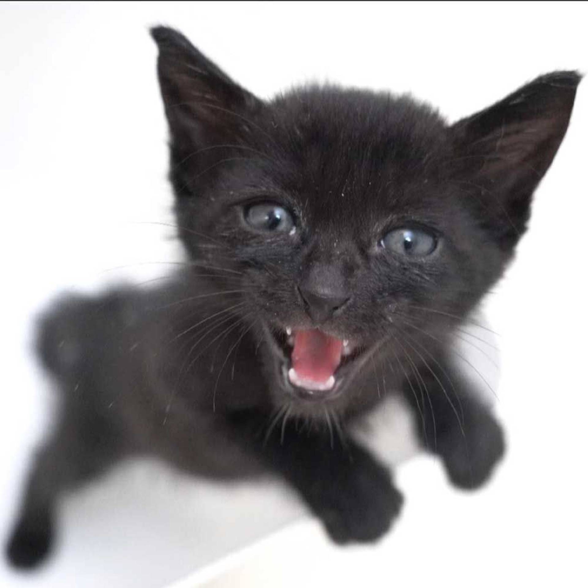 雑種（ミックス猫）・オスの里親募集の写真