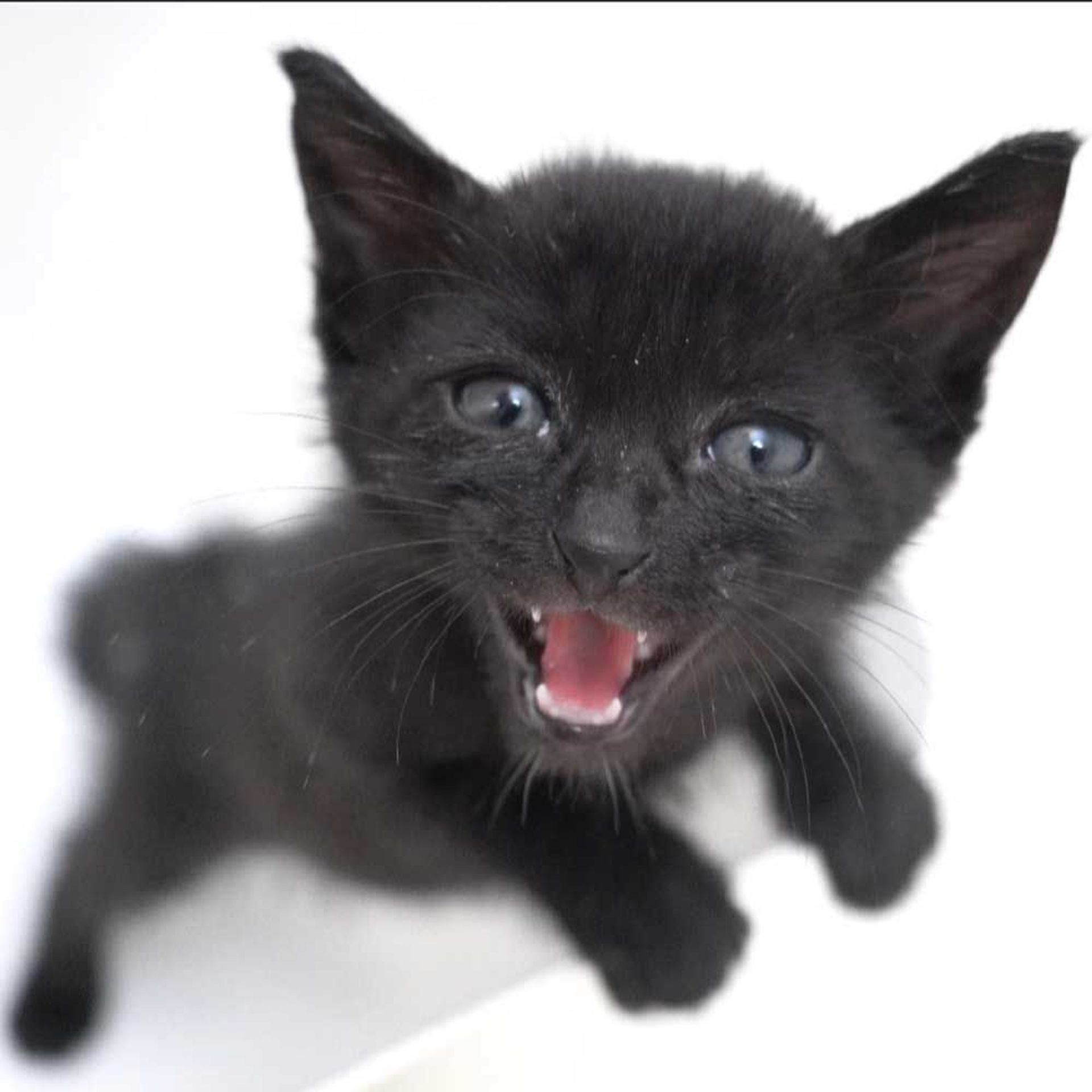 雑種（ミックス猫）・オスの里親募集の写真