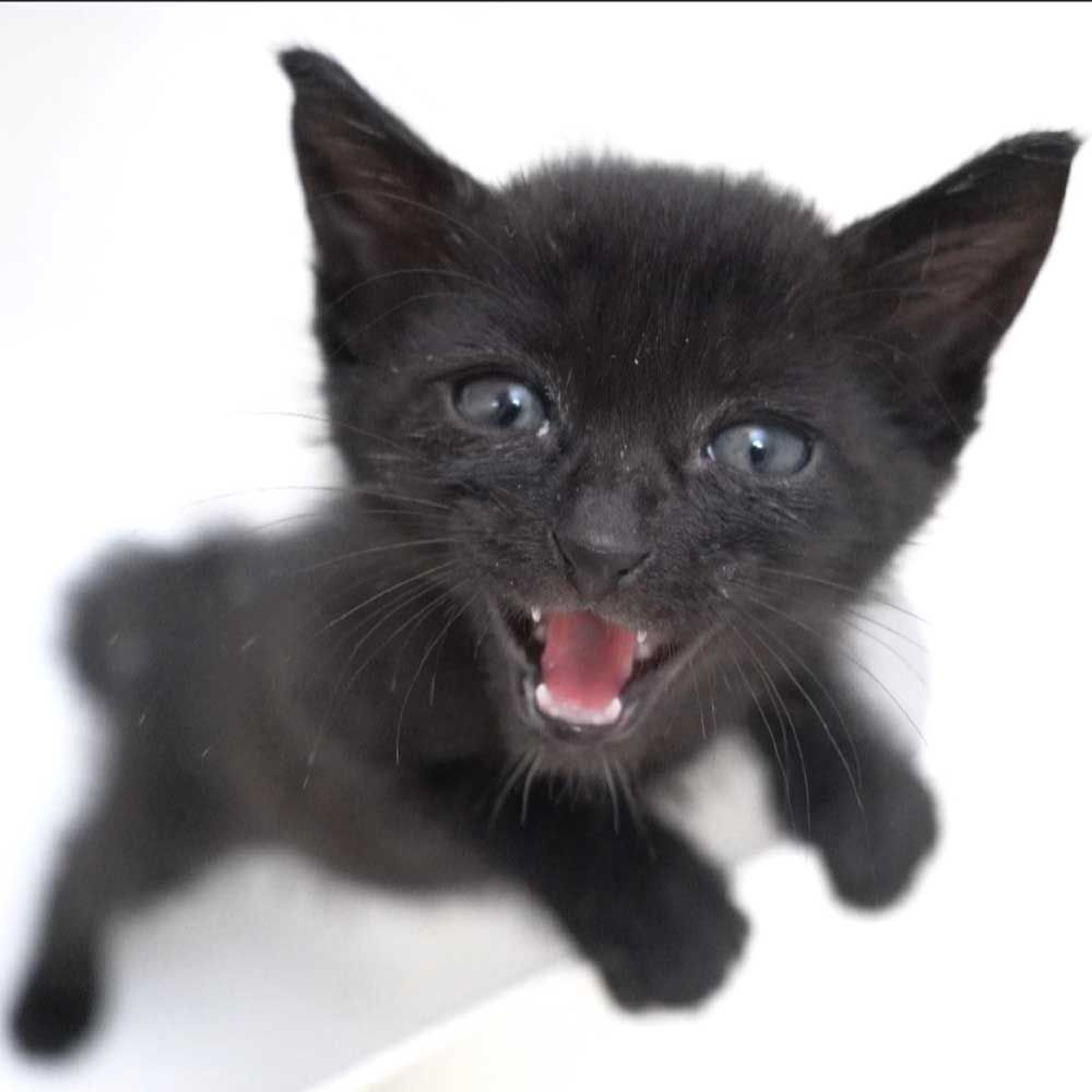 雑種（ミックス猫）・オスの里親募集の写真