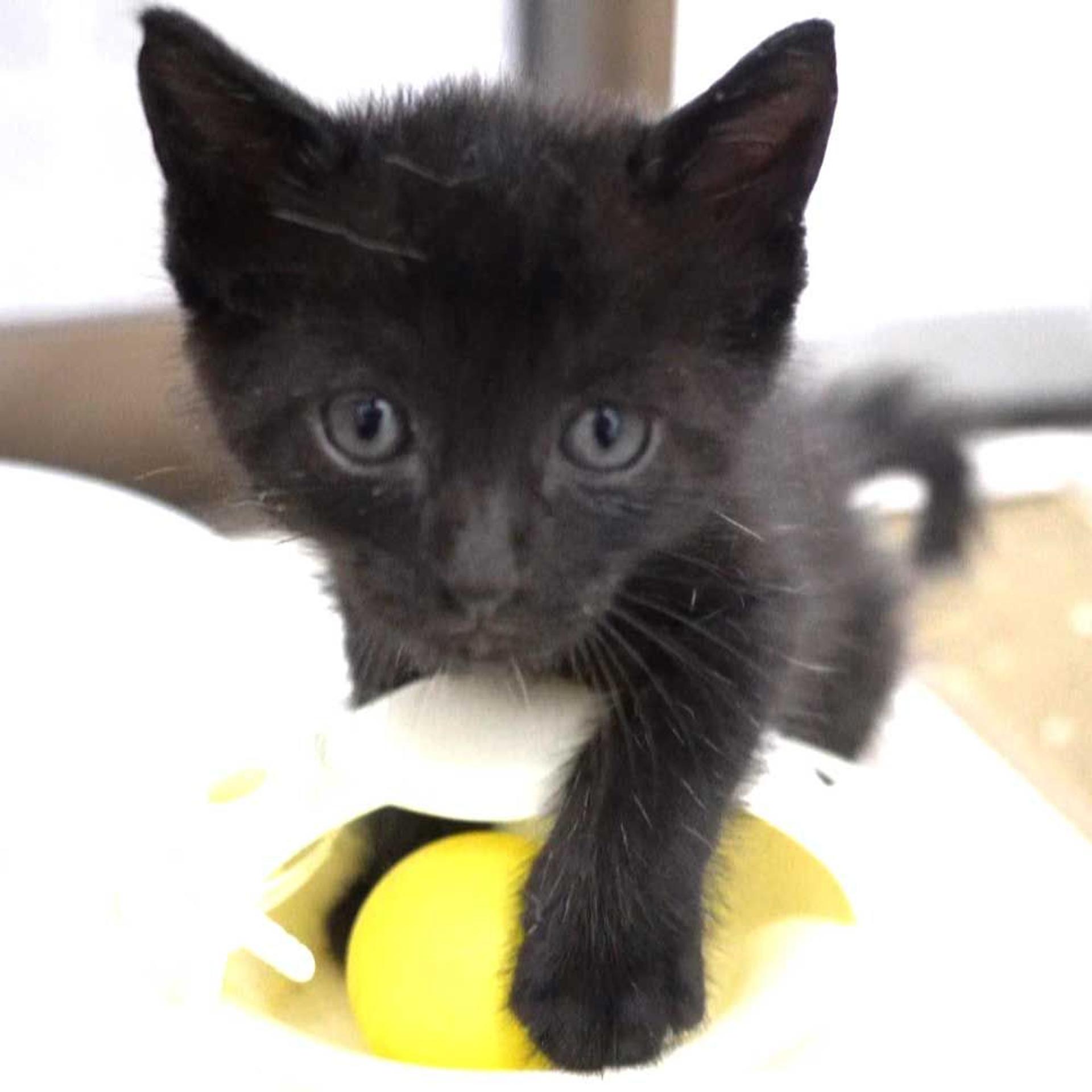 pet-image-2
