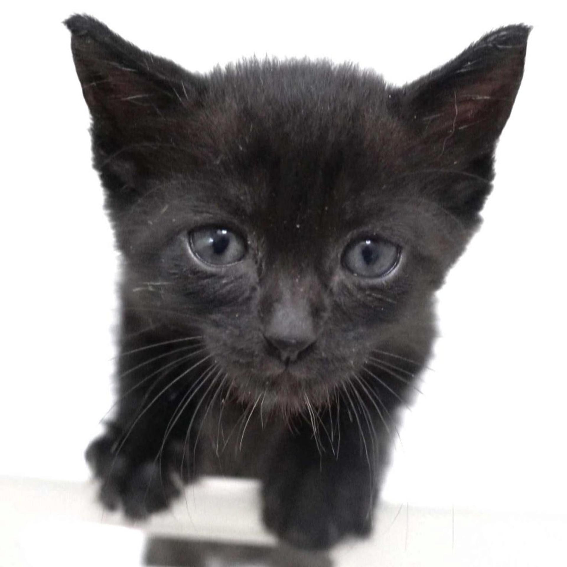 pet-image-8