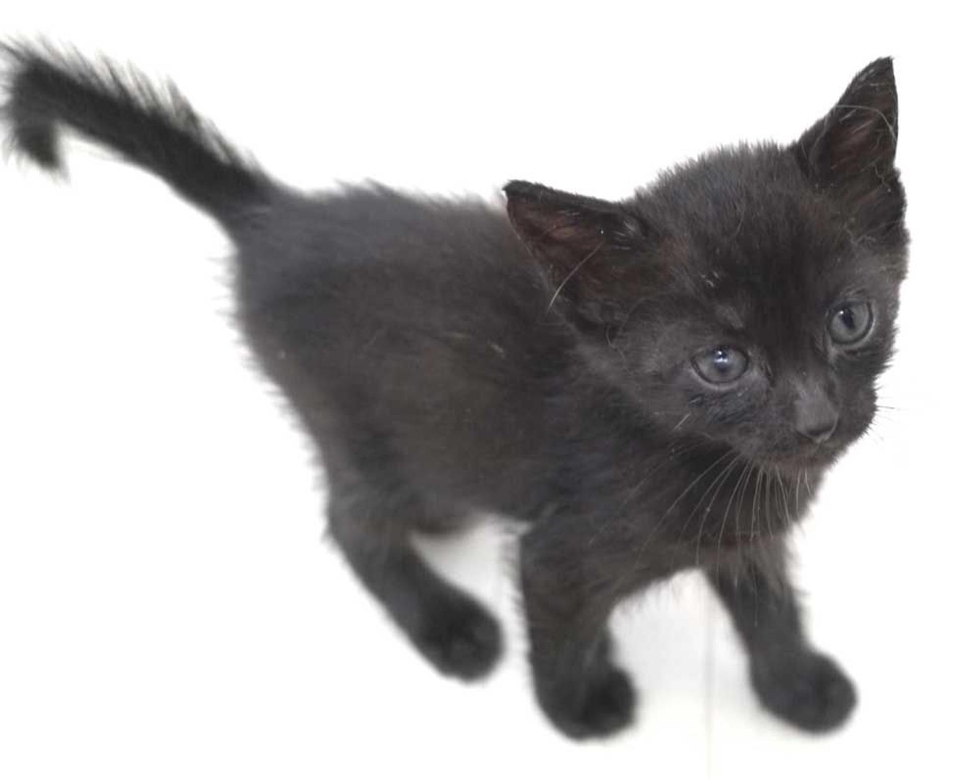 pet-image-9