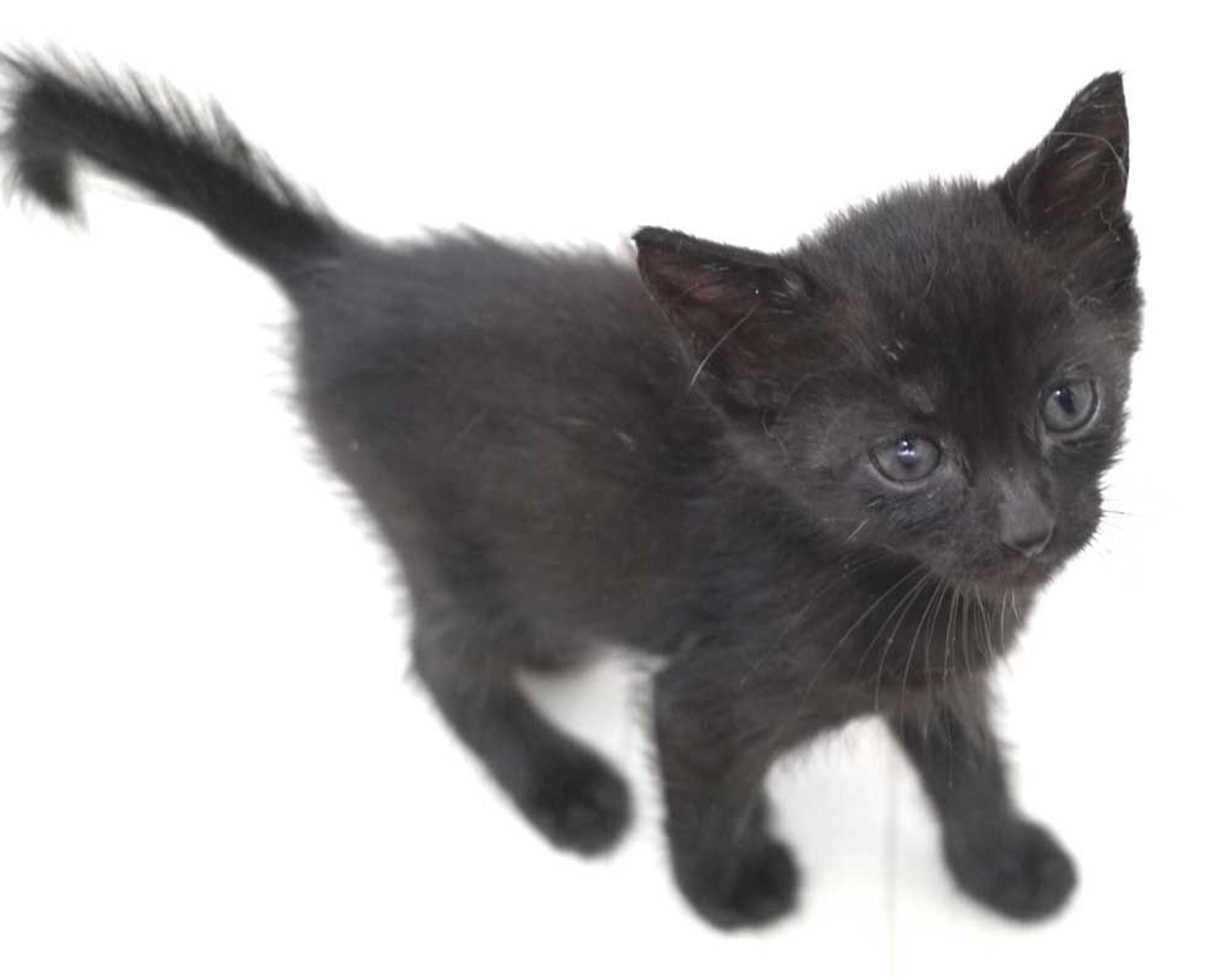 pet-image-9