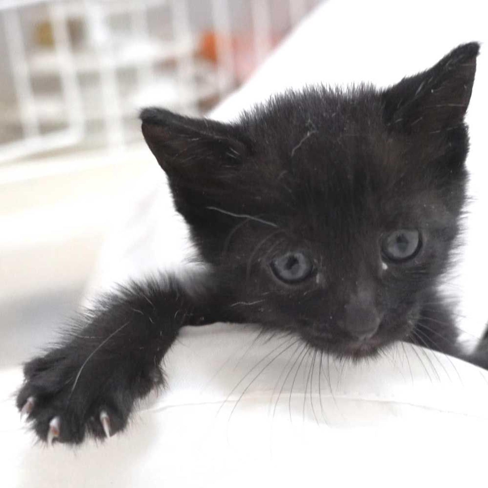 pet-image-3