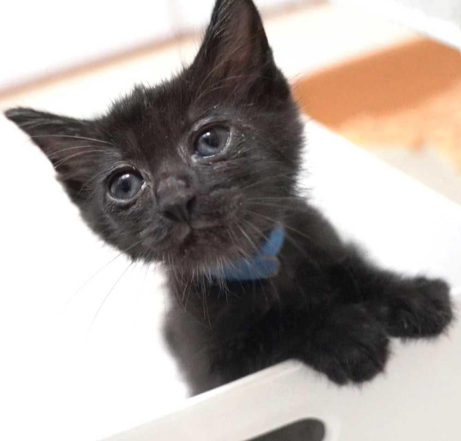 pet-image-6
