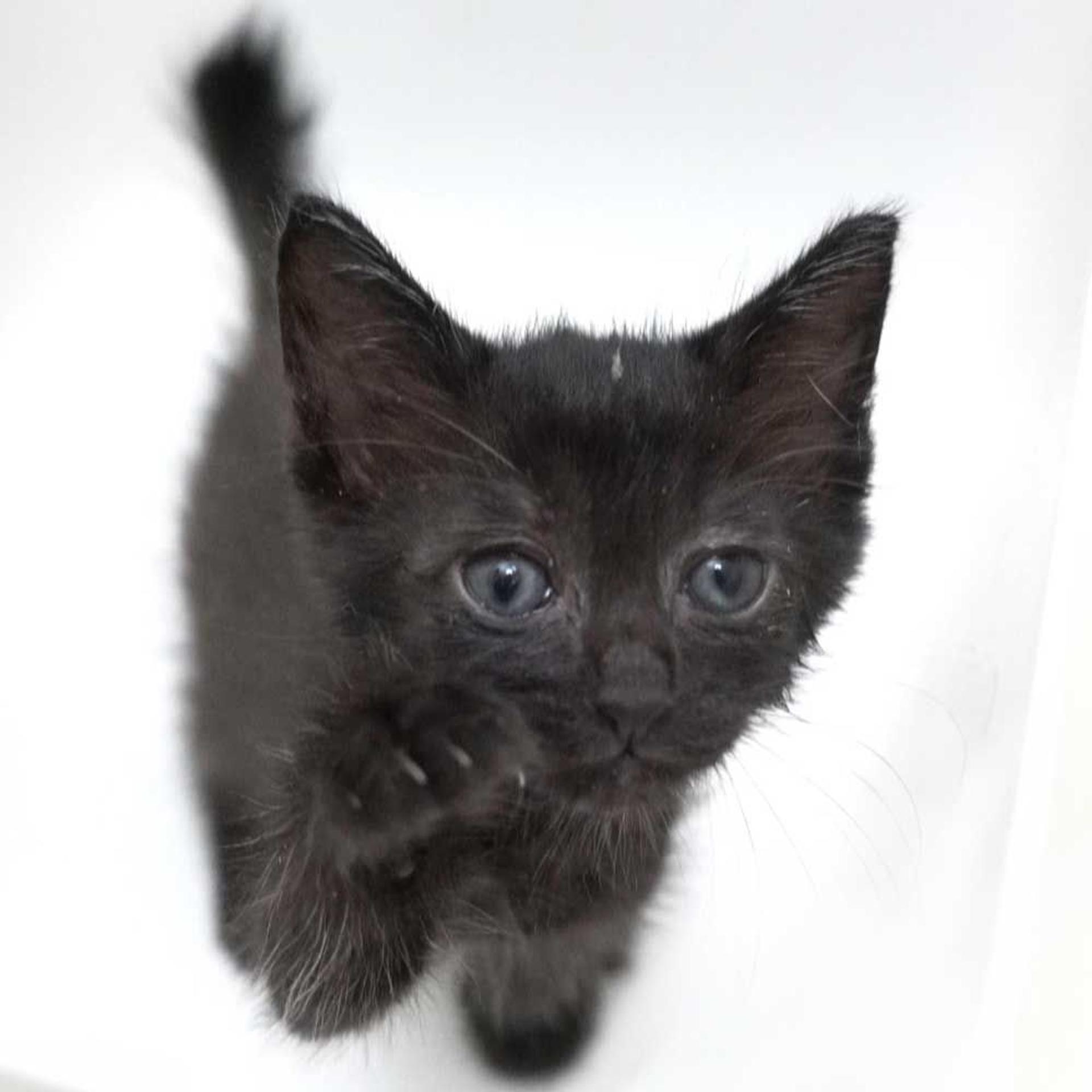 pet-image-8