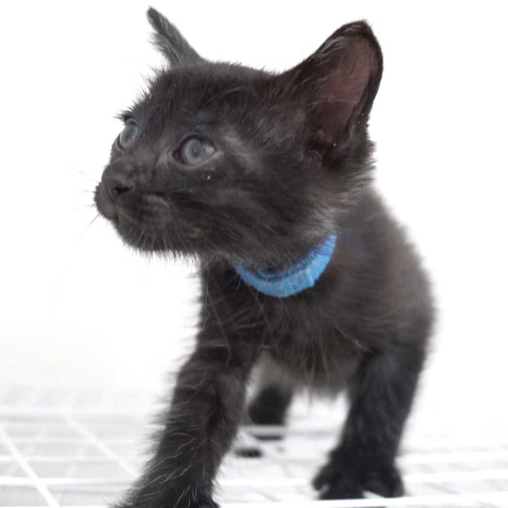 pet-image-9