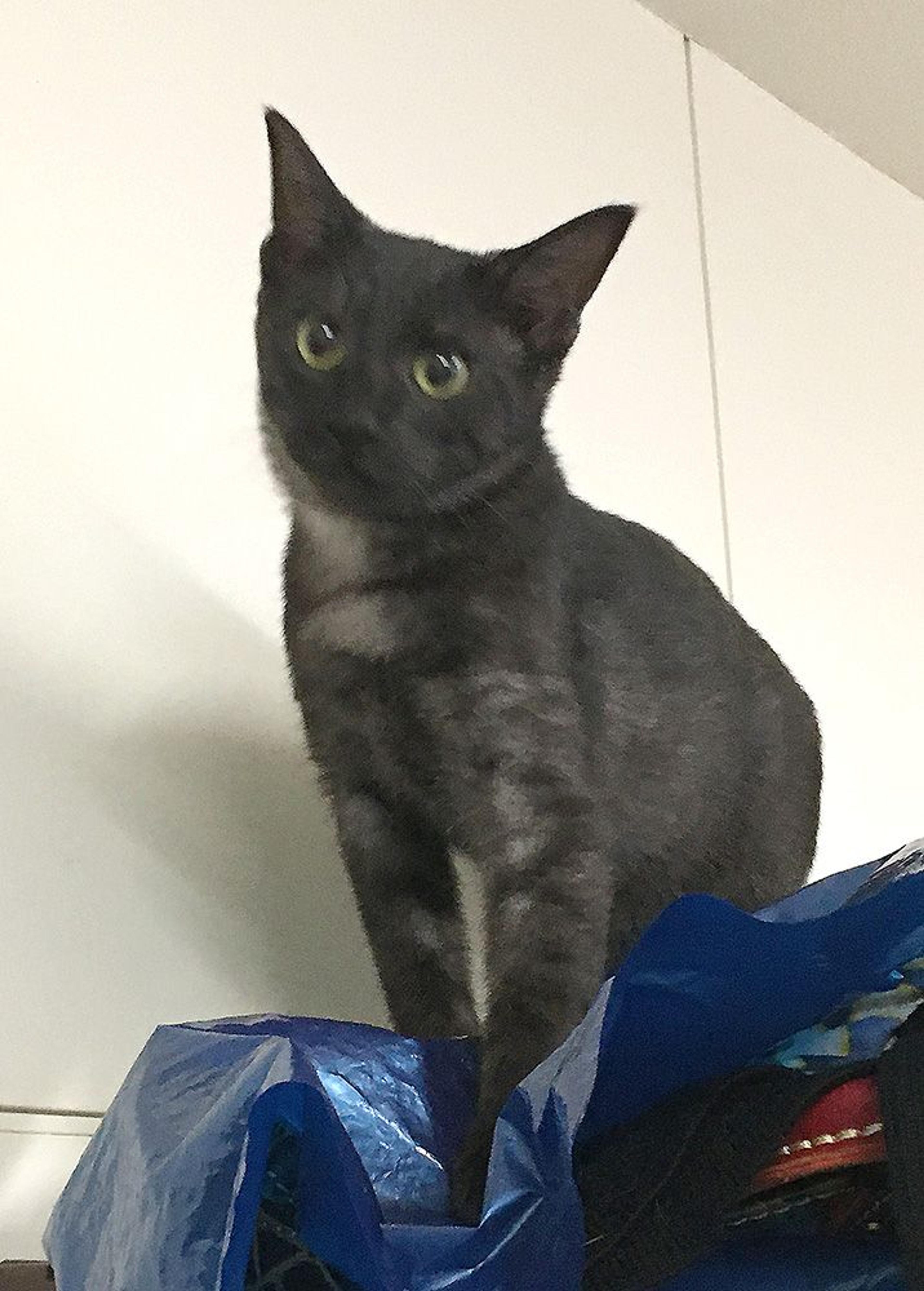 pet-image-3
