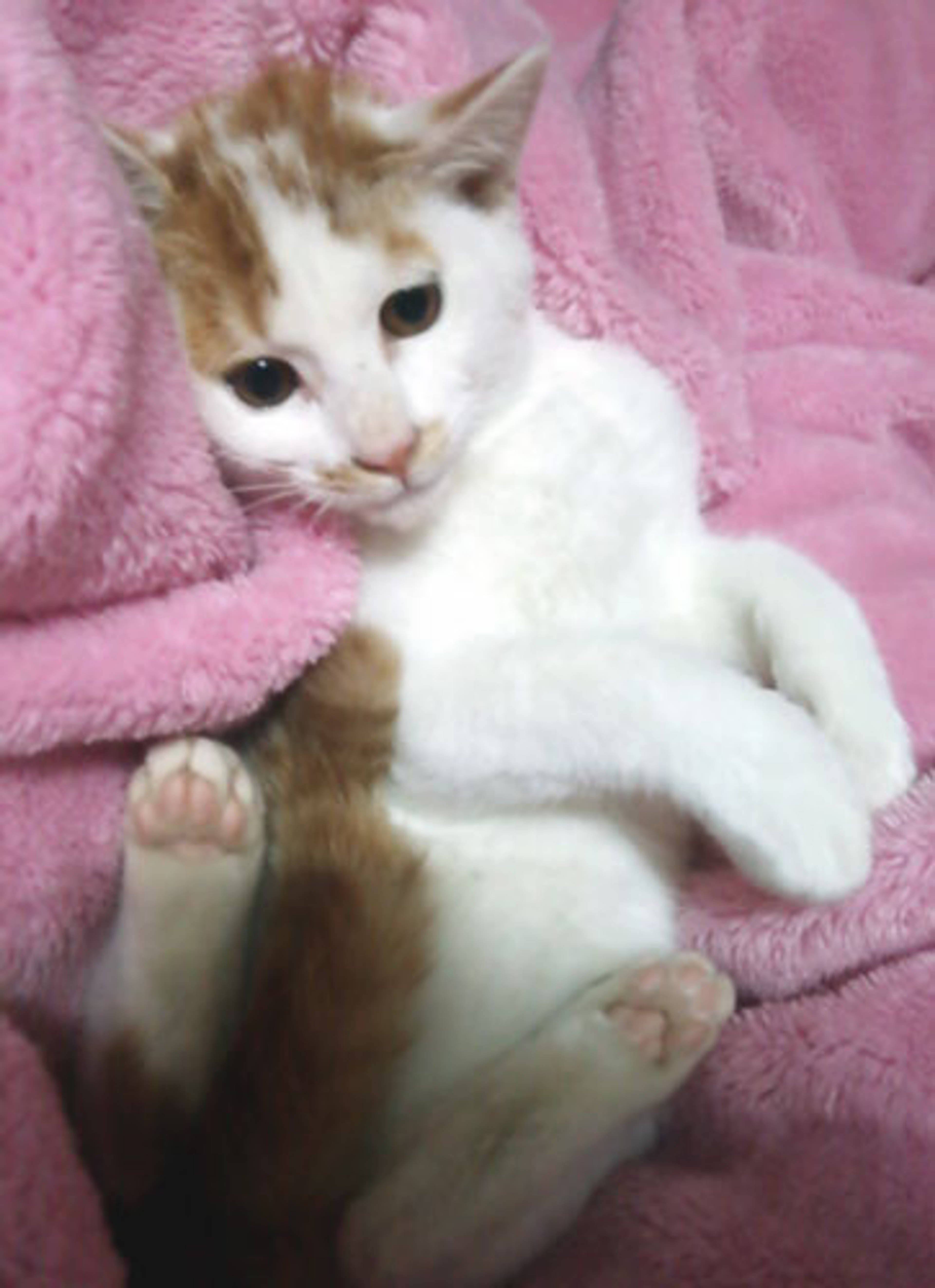 雑種（ミックス猫）・オスの里親募集の写真