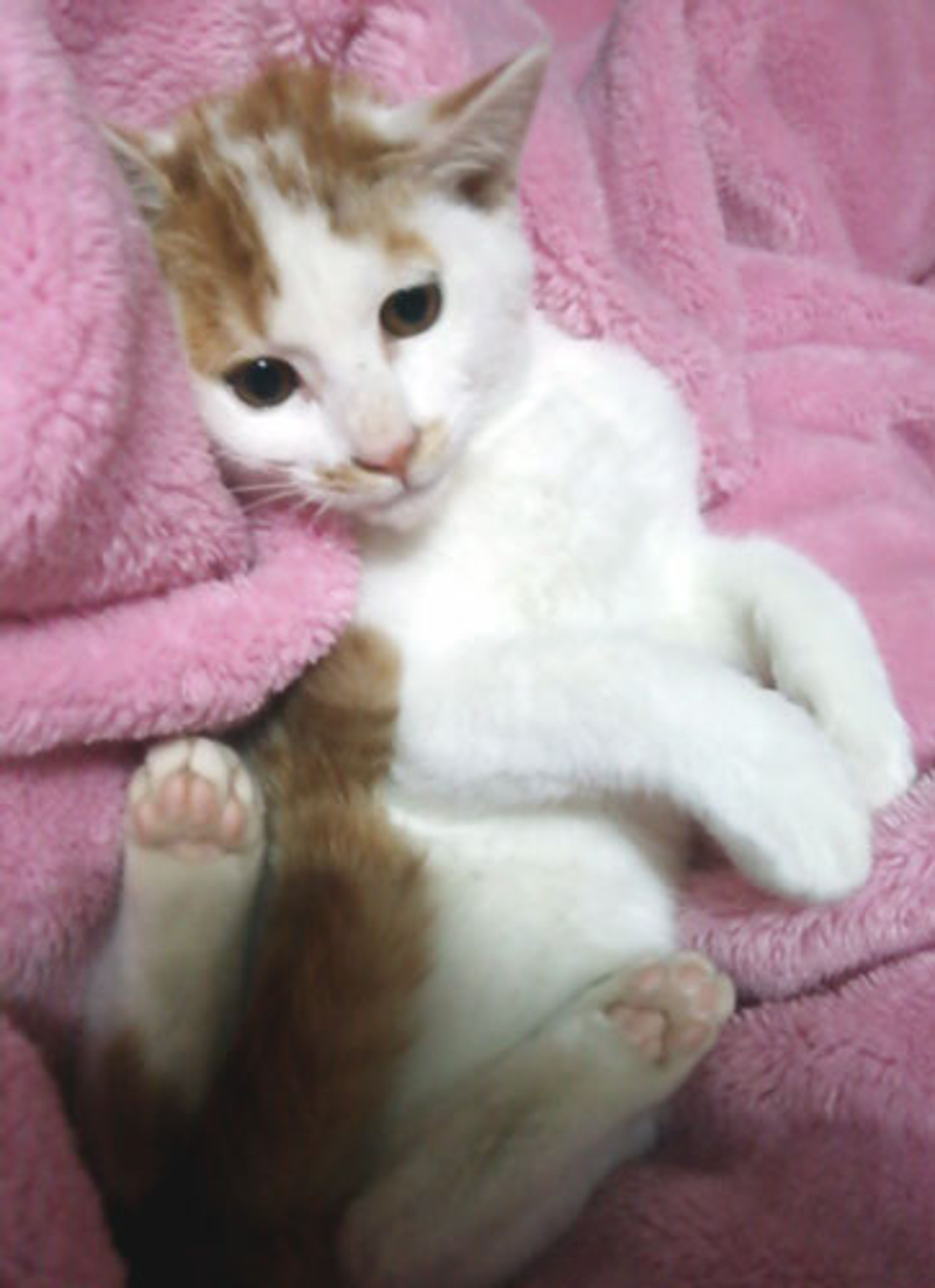 雑種（ミックス猫）・オスの里親募集の写真