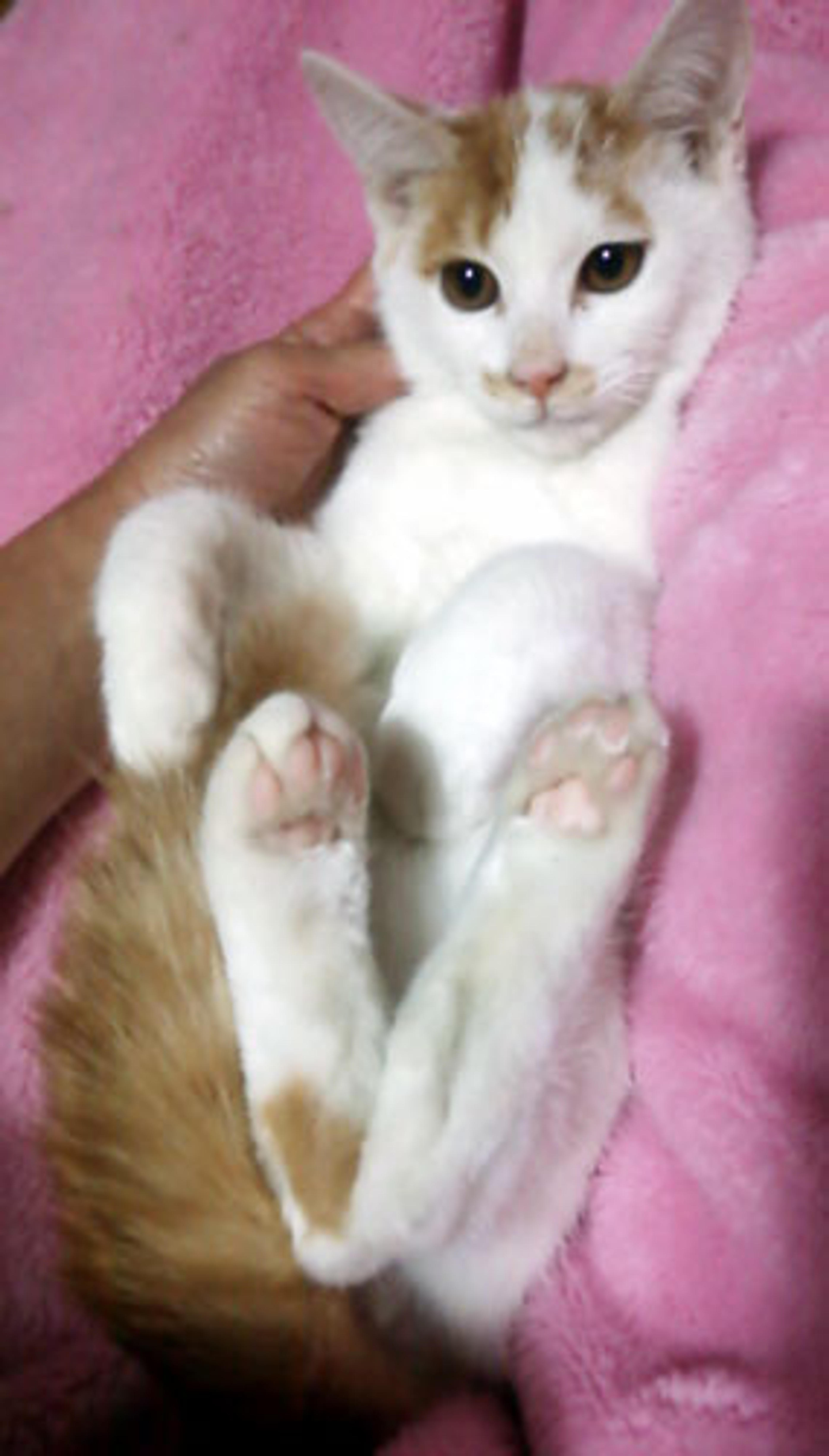 pet-image-2
