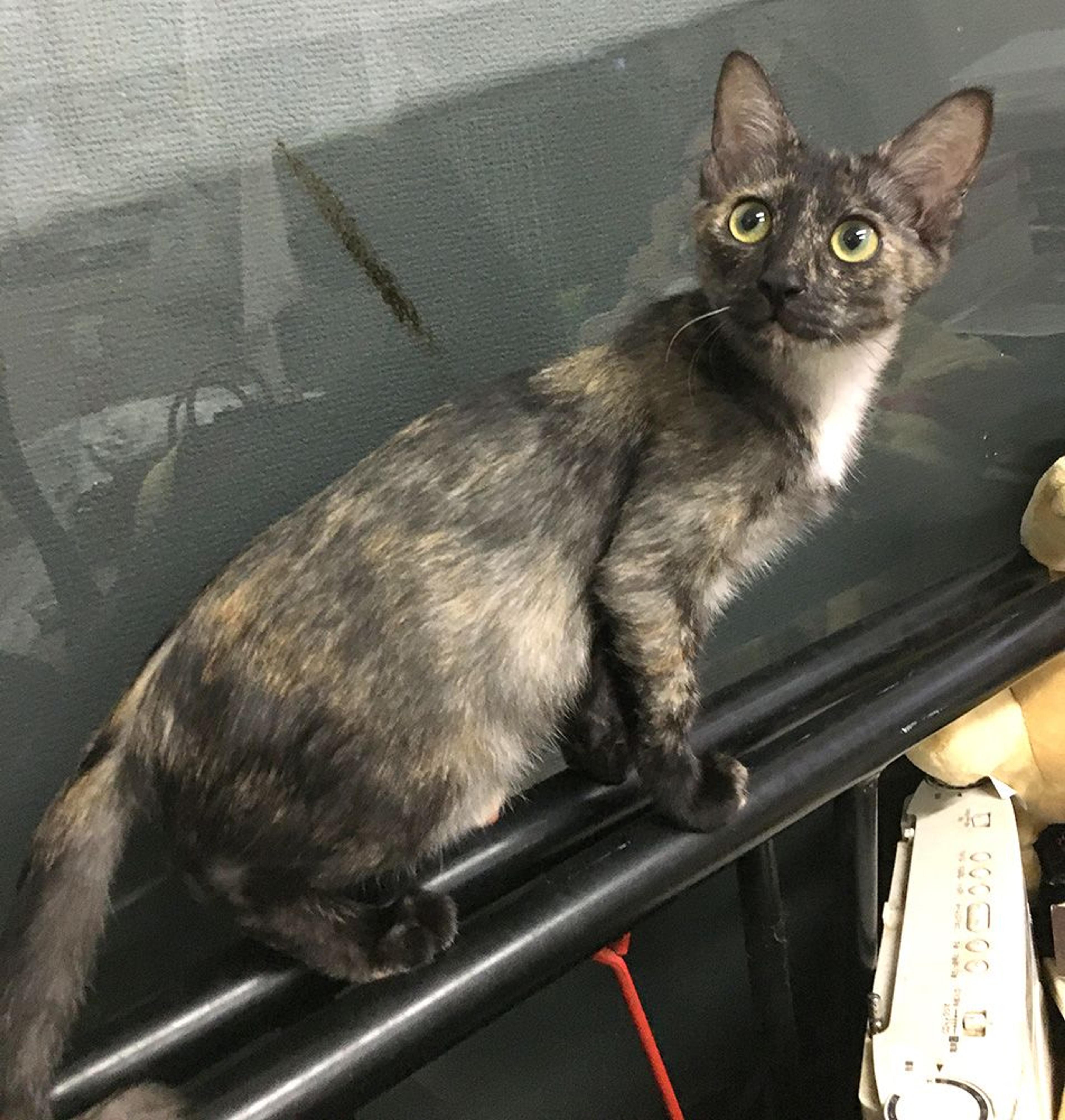 pet-image-3
