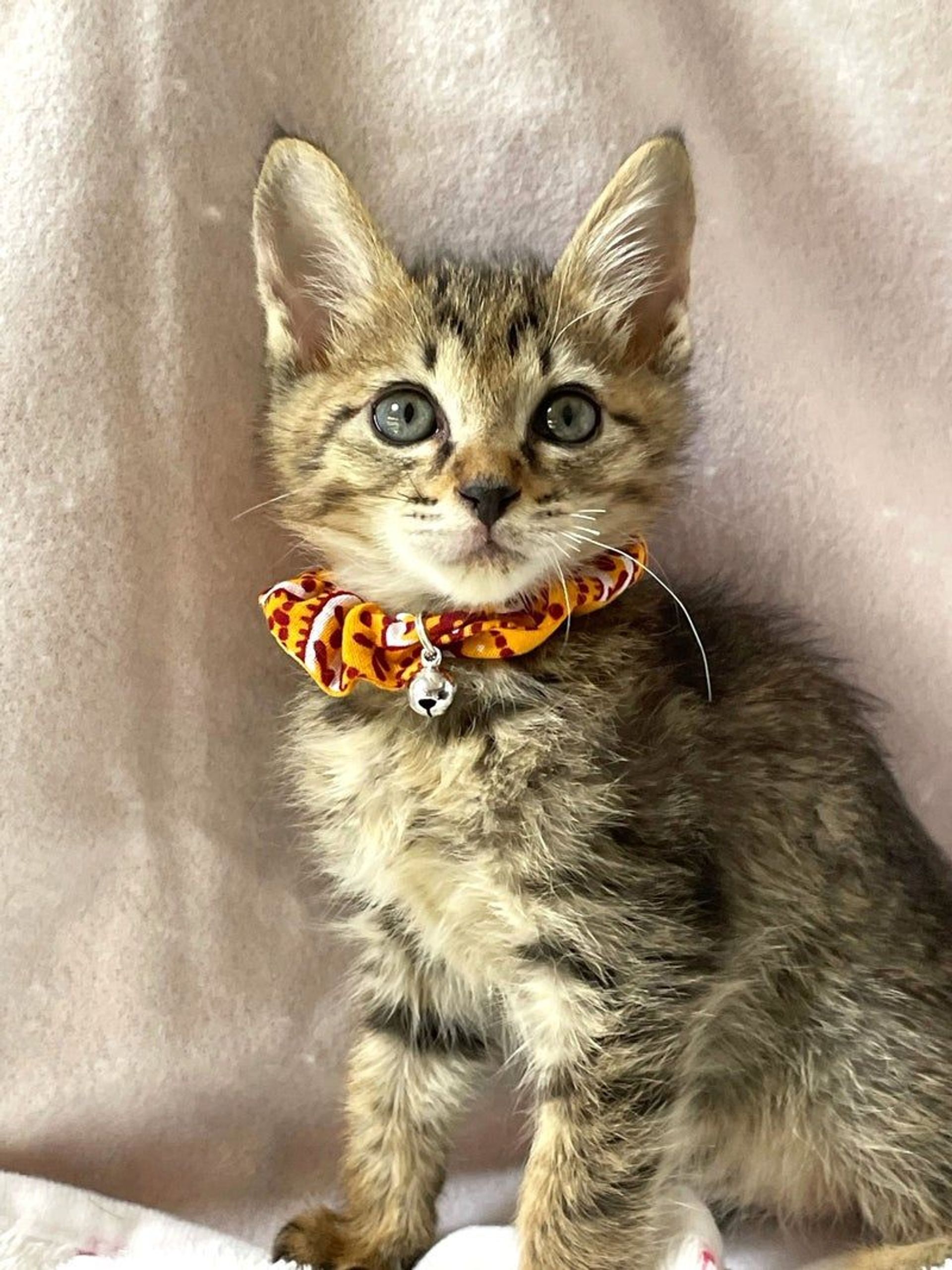 雑種（ミックス猫）・オスの里親募集の写真