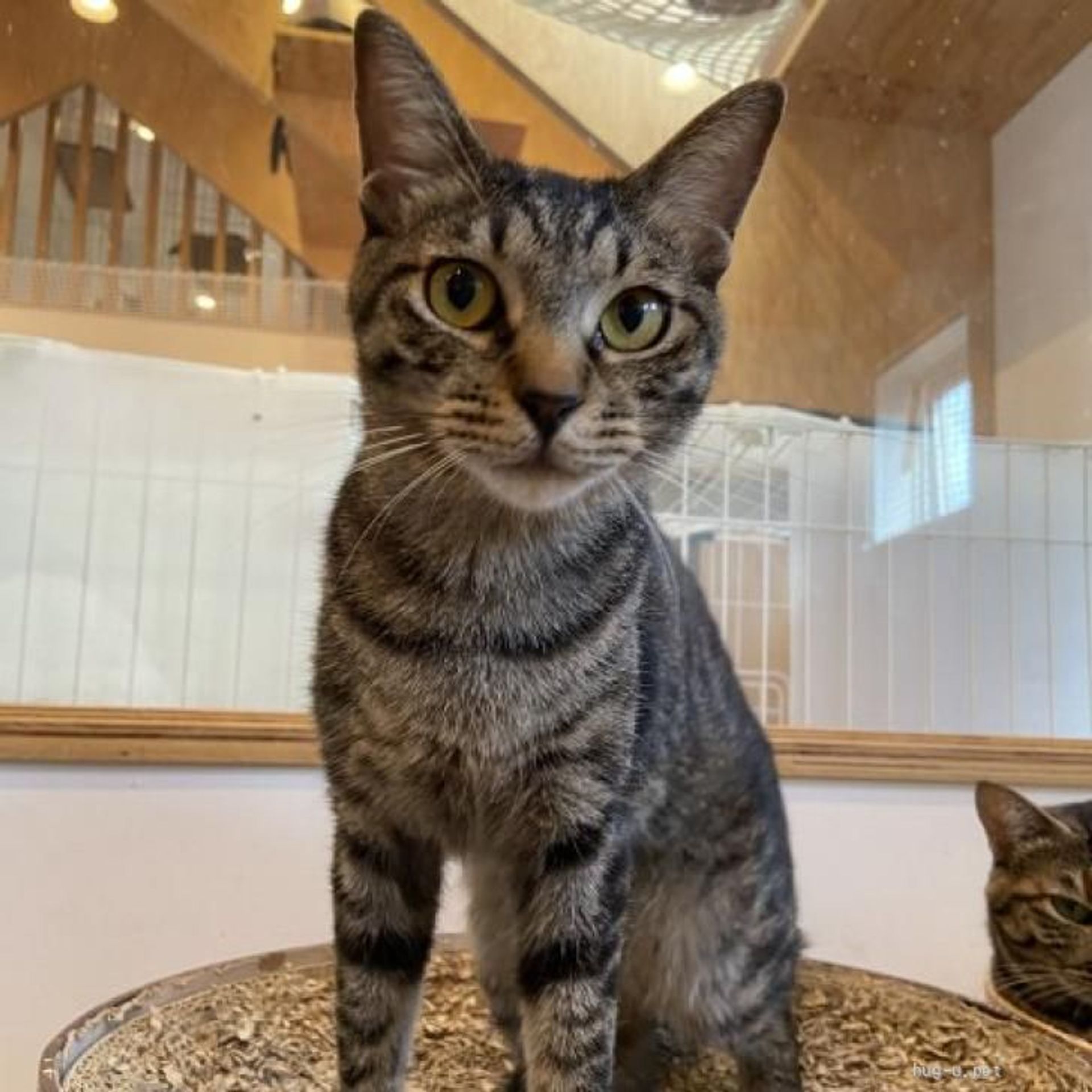 雑種（ミックス猫）・オスの里親募集の写真
