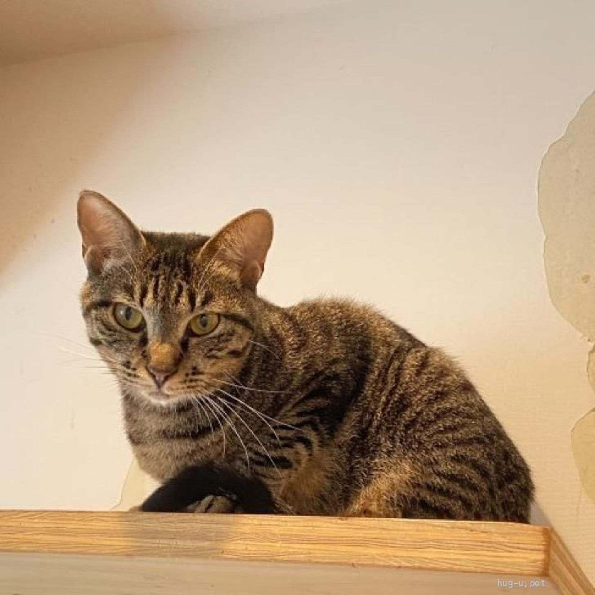 雑種（ミックス猫）・メスの里親募集の写真