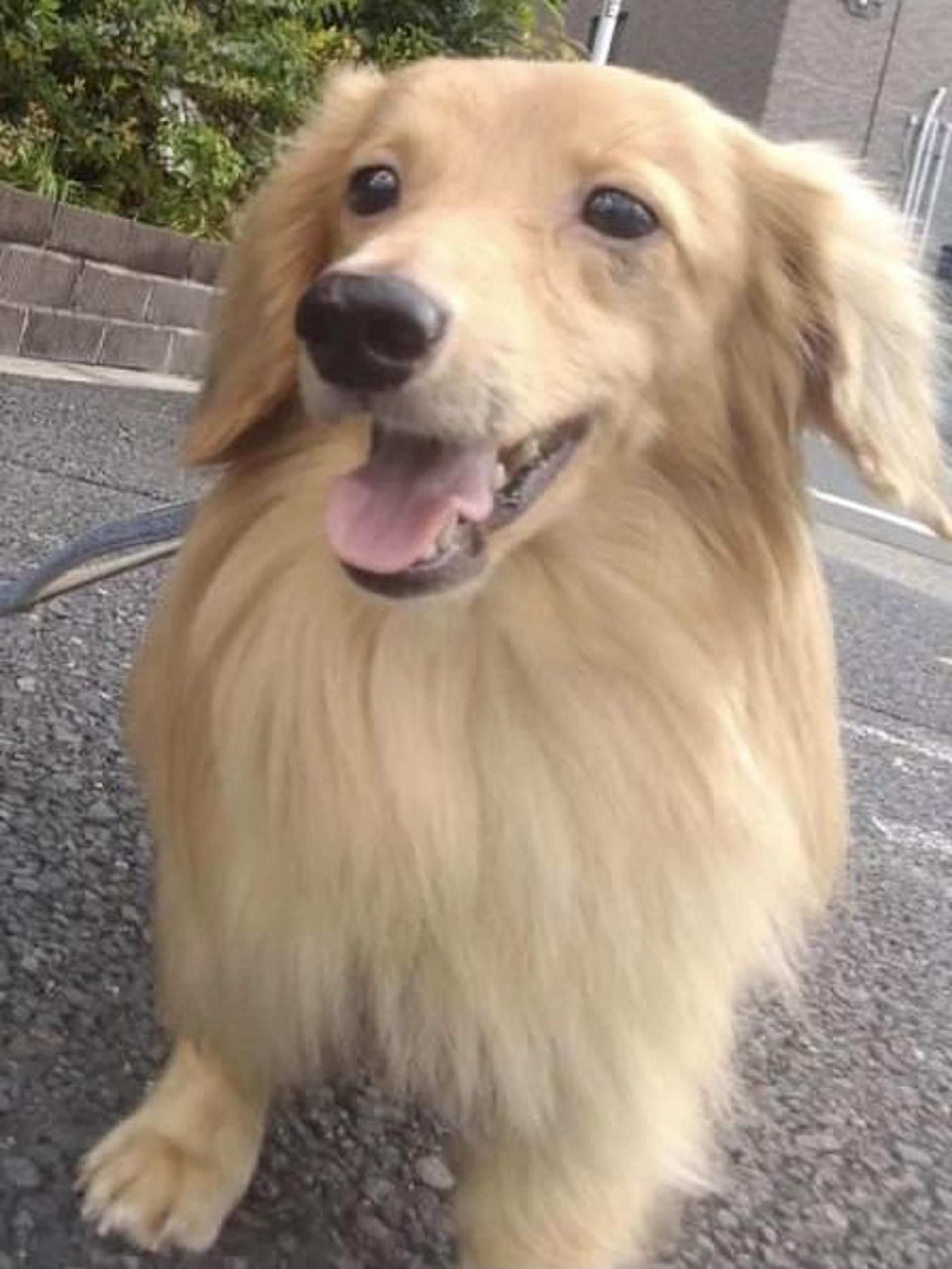 pet-image-4