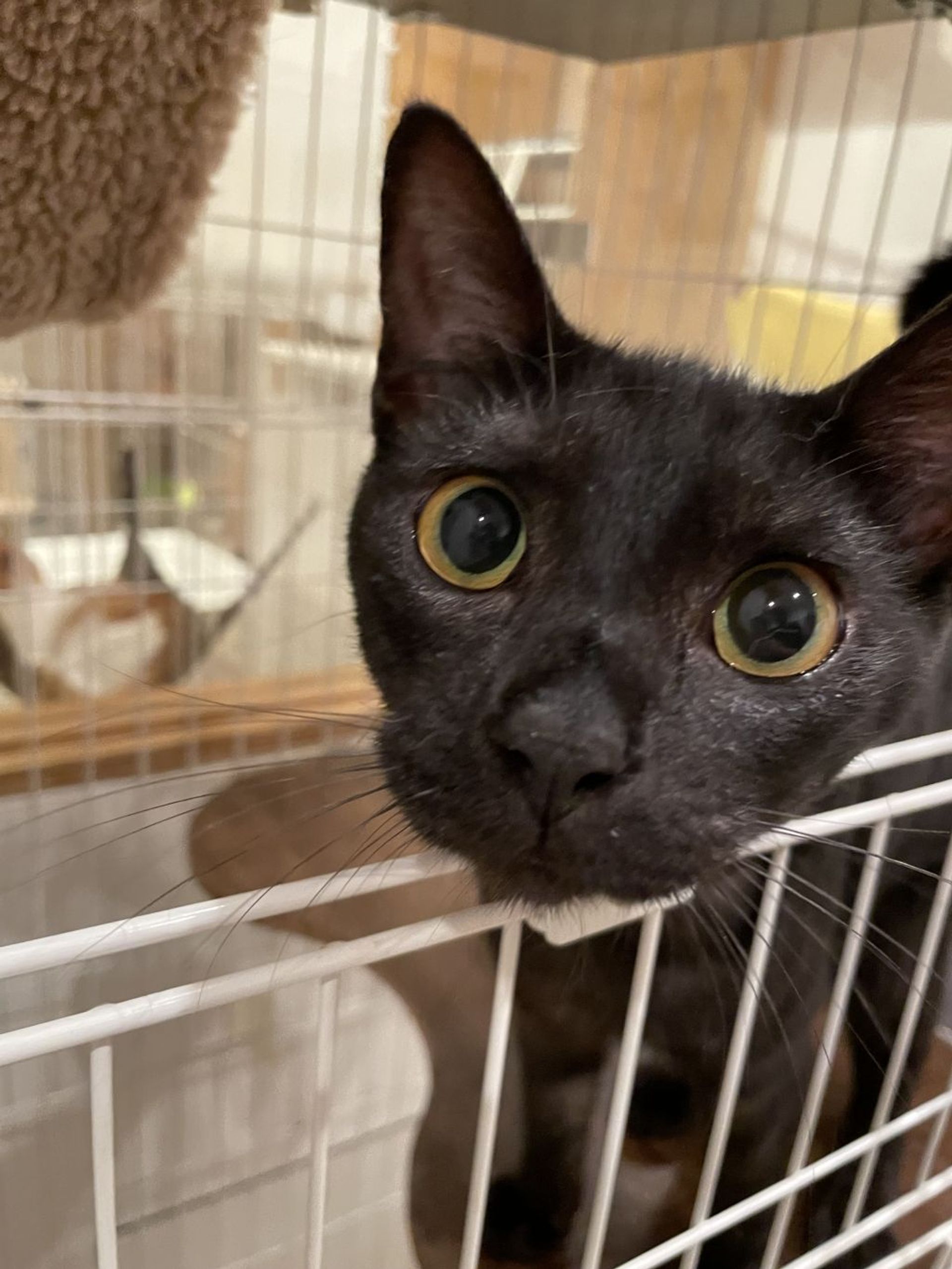 雑種（ミックス猫）・オスの里親募集の写真