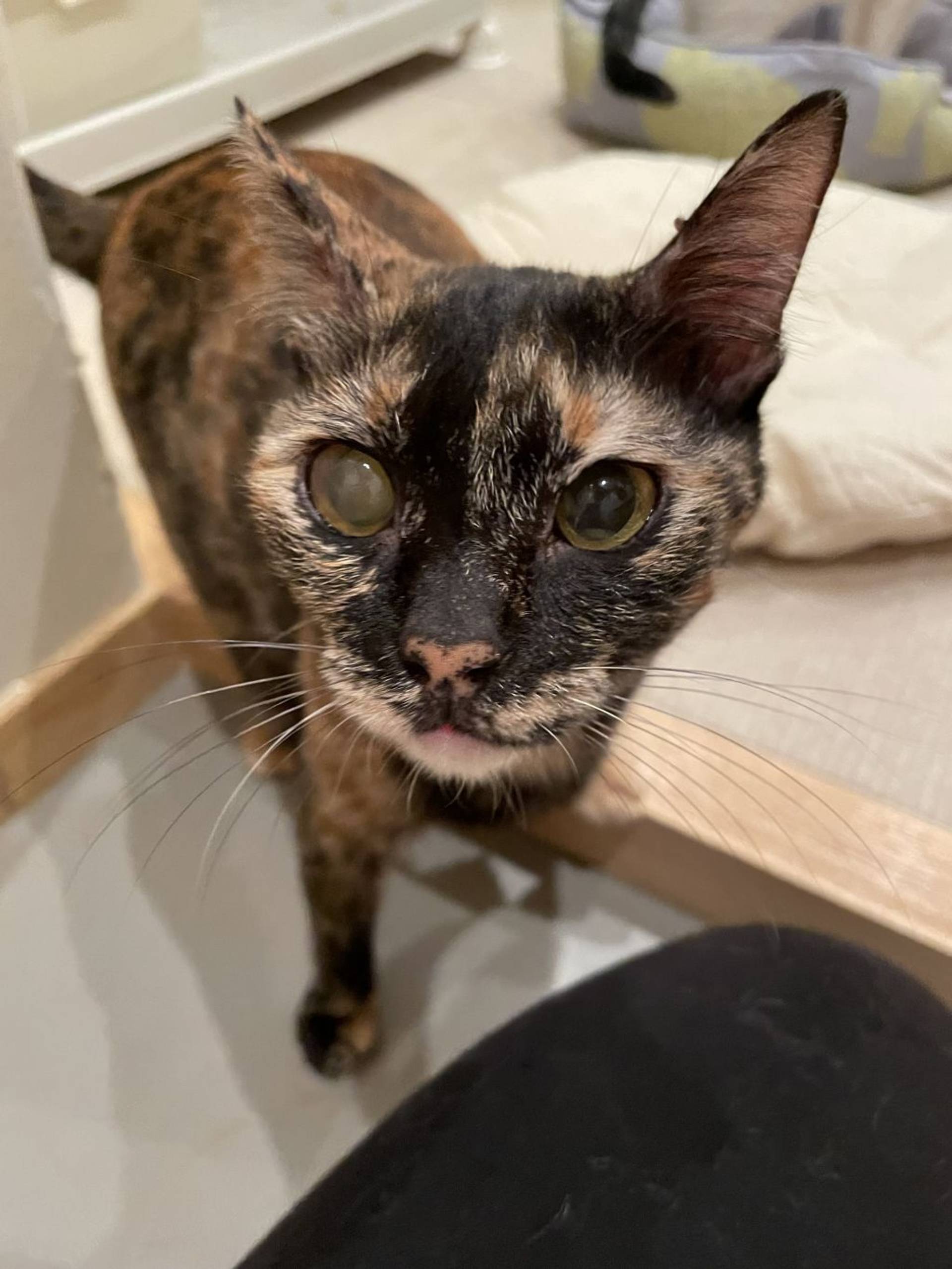 雑種（ミックス猫）・メスの里親募集の写真