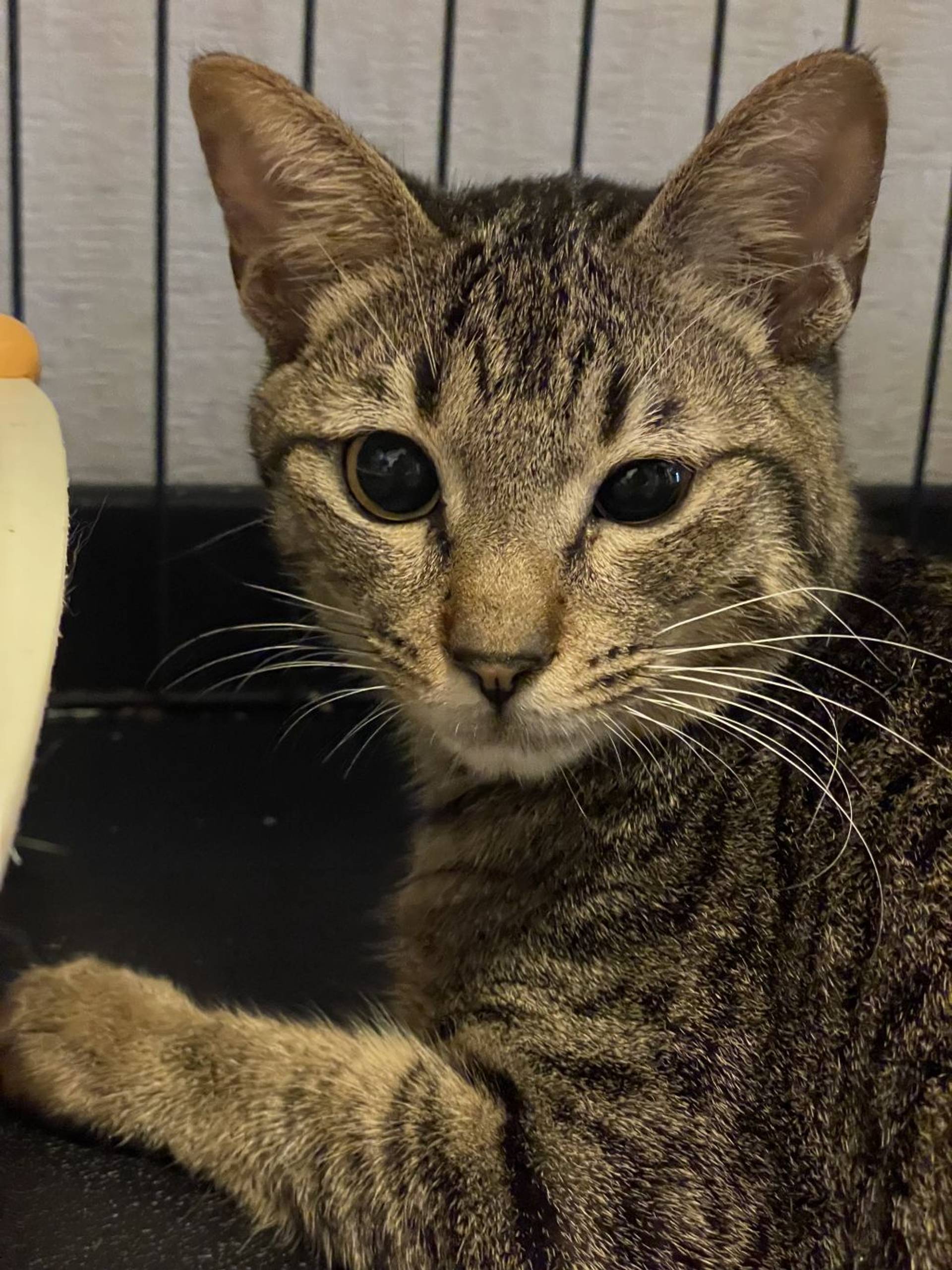 雑種（ミックス猫）・オスの里親募集の写真